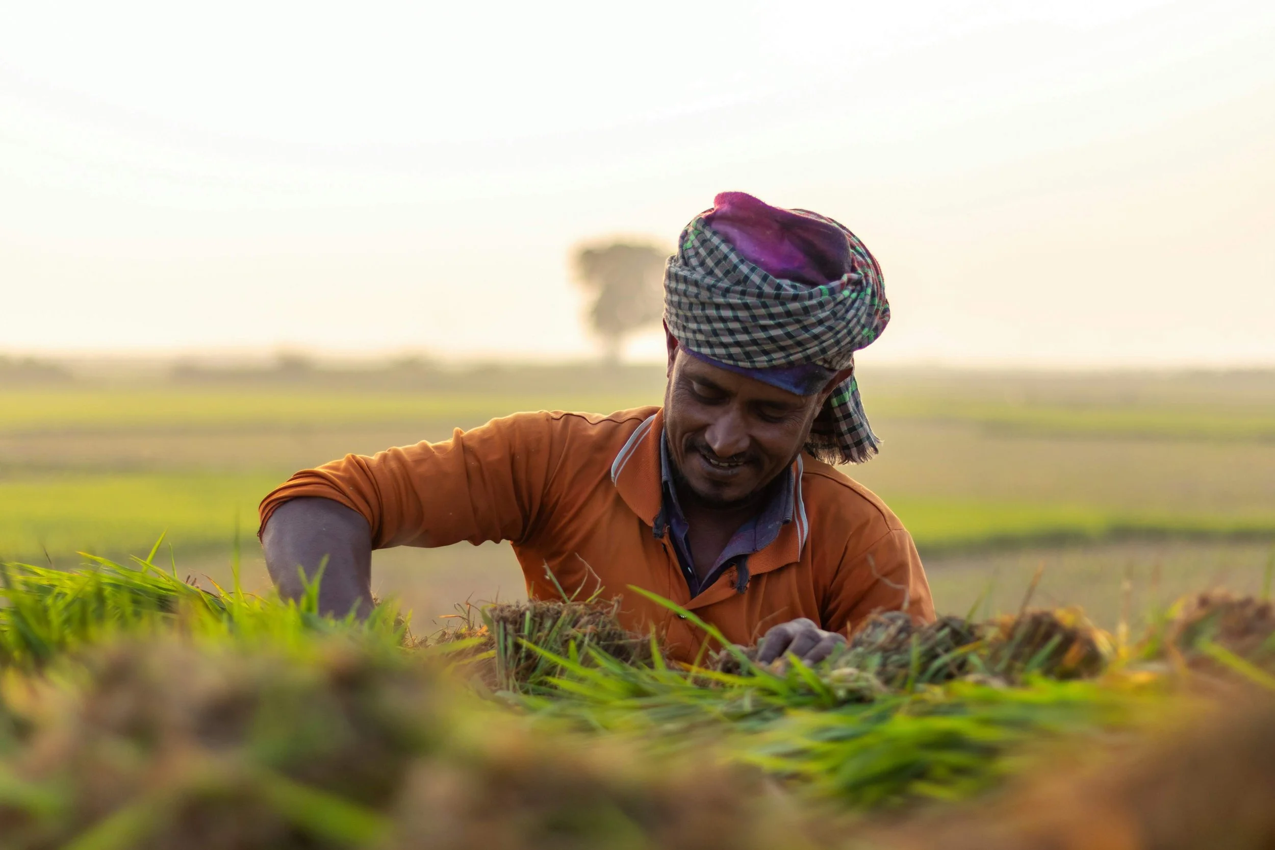 Farmer collecting rice grains into carriage for the farm mills