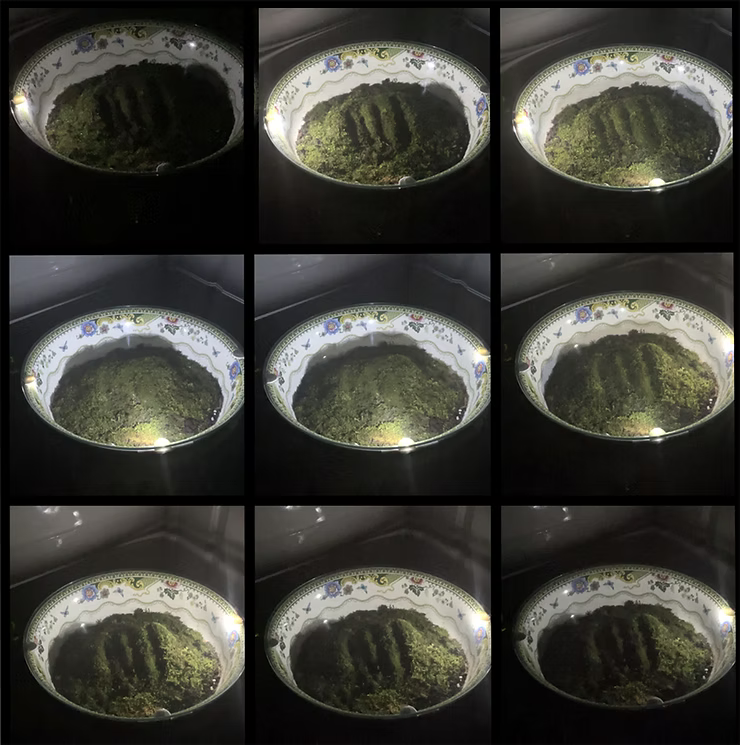 Moss Project