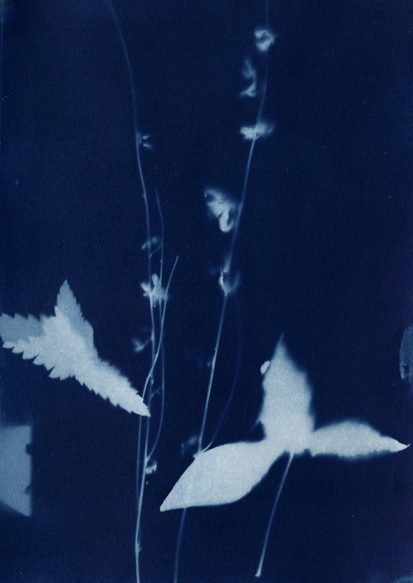 cyanotype print workshop