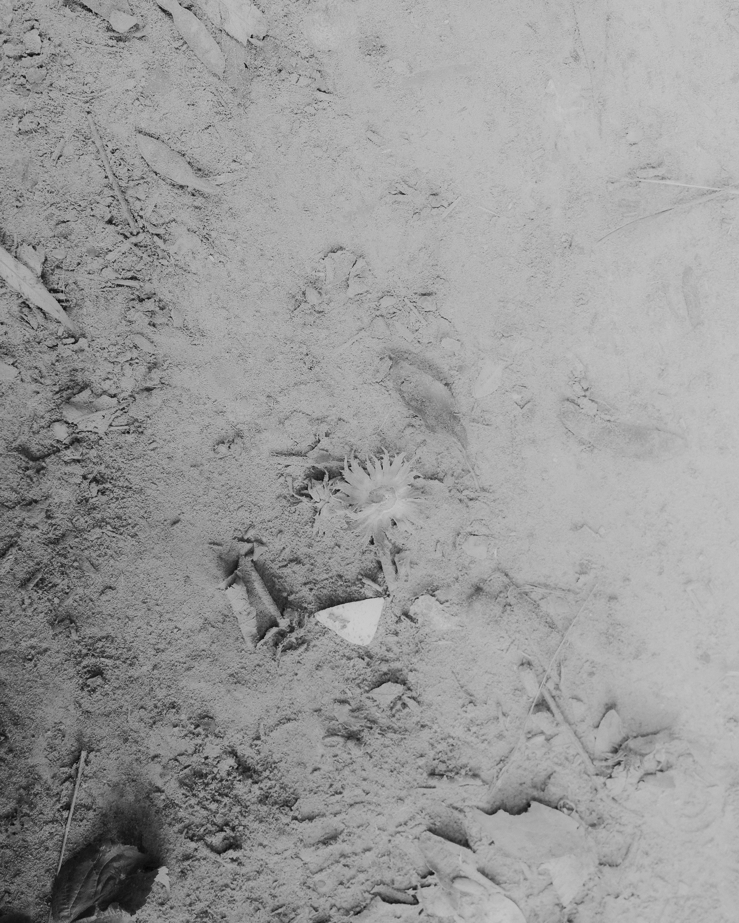 DSCF5838-ed-Maria Baoli- bw.jpg