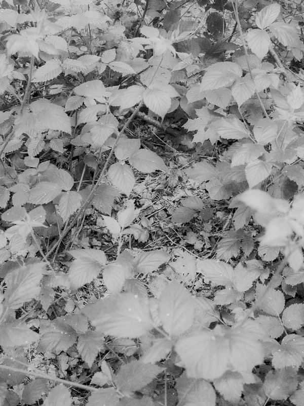 DSCF752701_Baoli-Maria_Houses-Grow--19cm-bw.-h800jpg.jpg