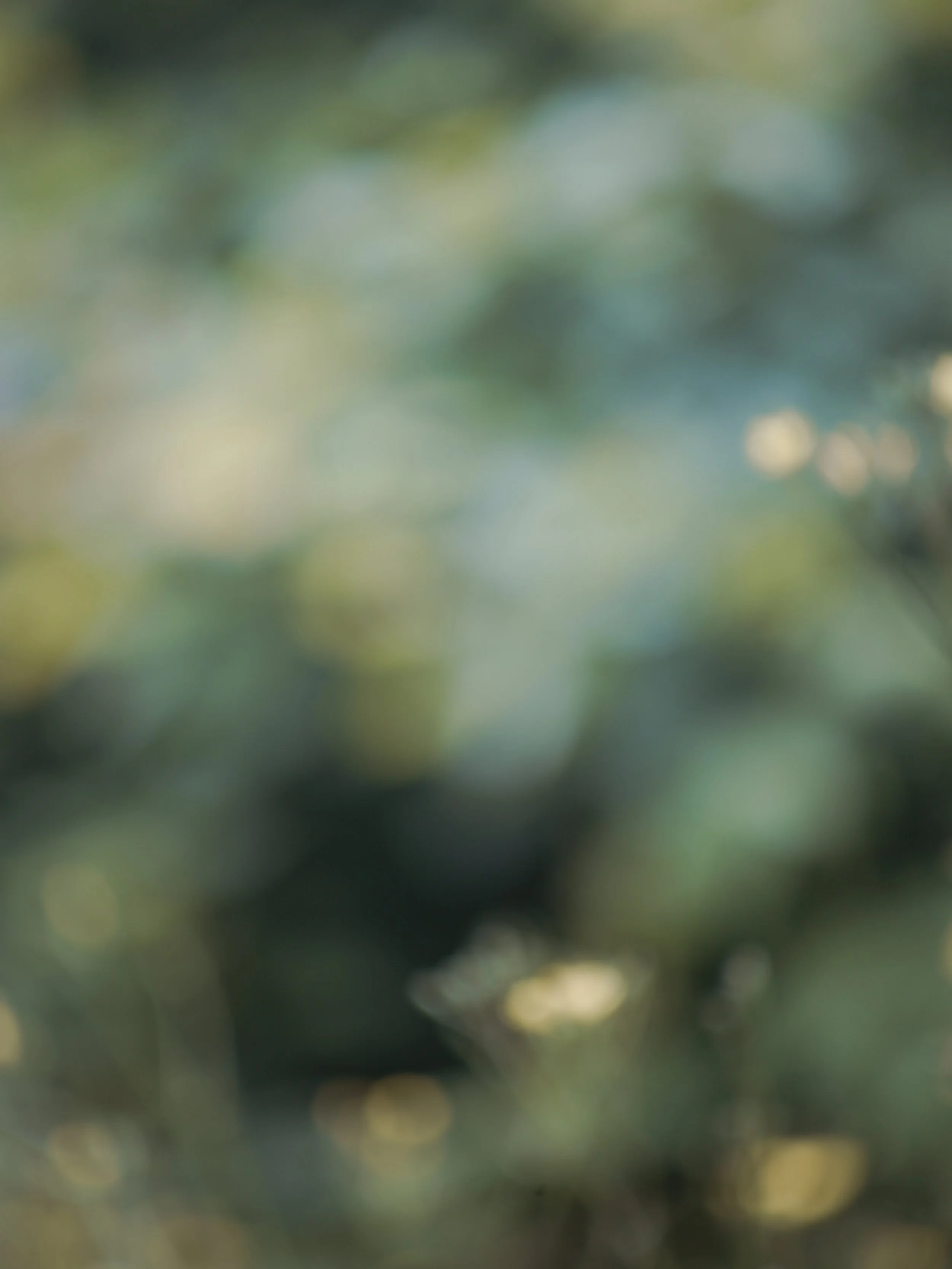 _C1A2376Houses grow faster -Maria Baoli.jpg