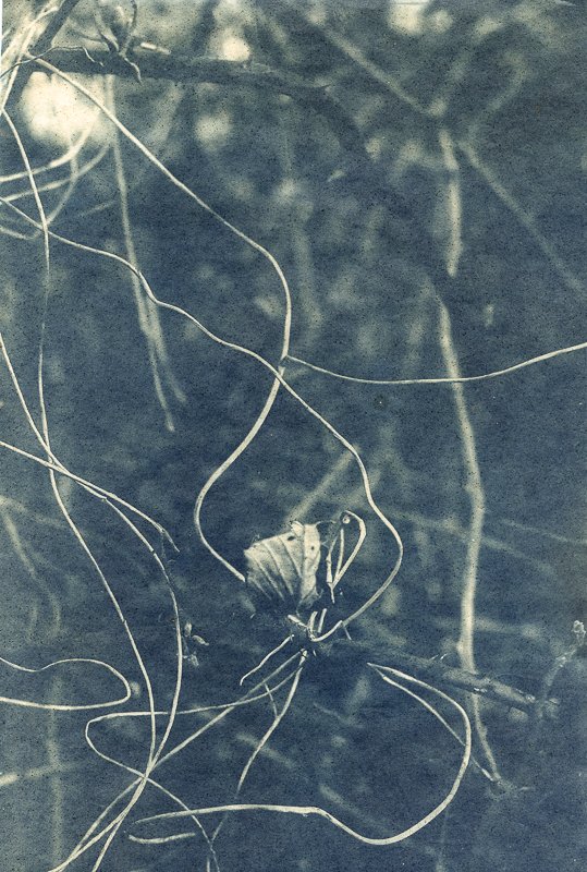branches kauwbergHouses grow faster -Maria Baoli-h800.jpg