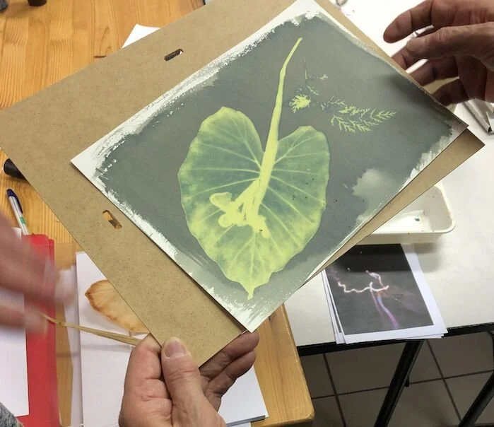 Person holding a nature photograph of a large green leaf, possibly a taro leaf, with a stem and a small insect on it. The photo has a white border and appears to be used for botanical or artistic purposes.