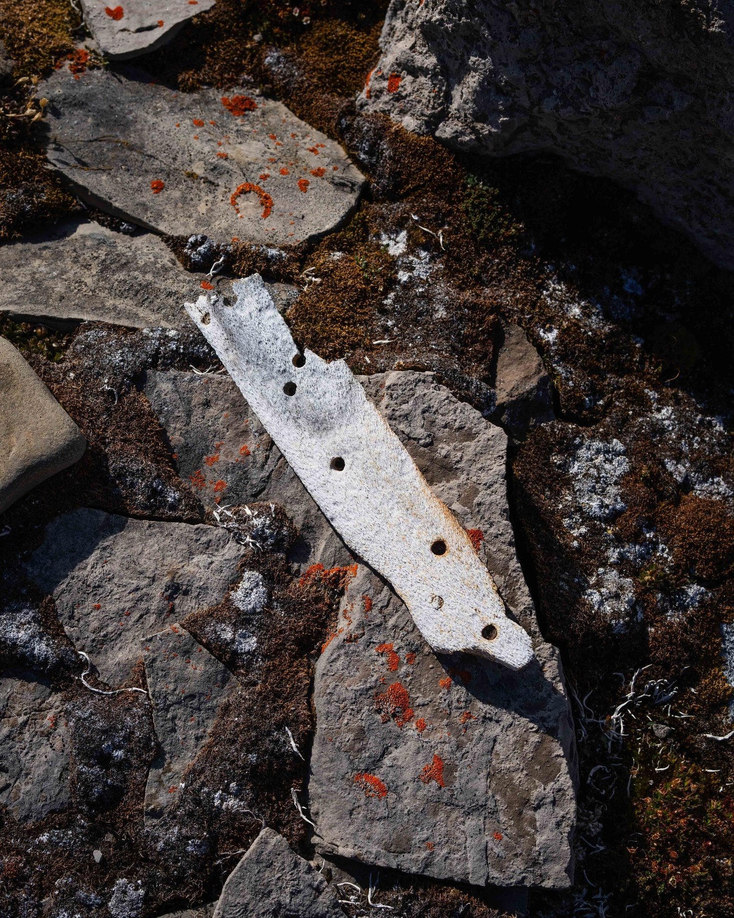 Arctic. Photo by Joe Thomas.jpg