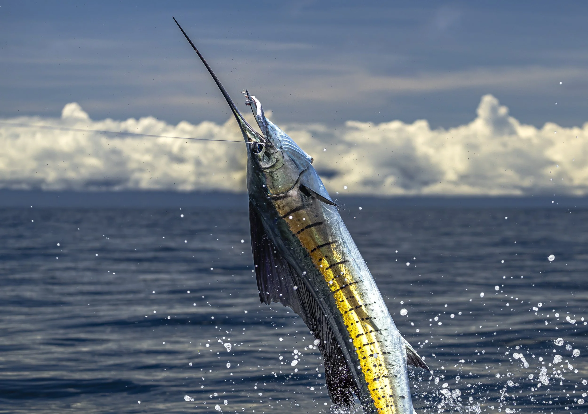 A sailfish displays just one of its impressive acrobatic moves.