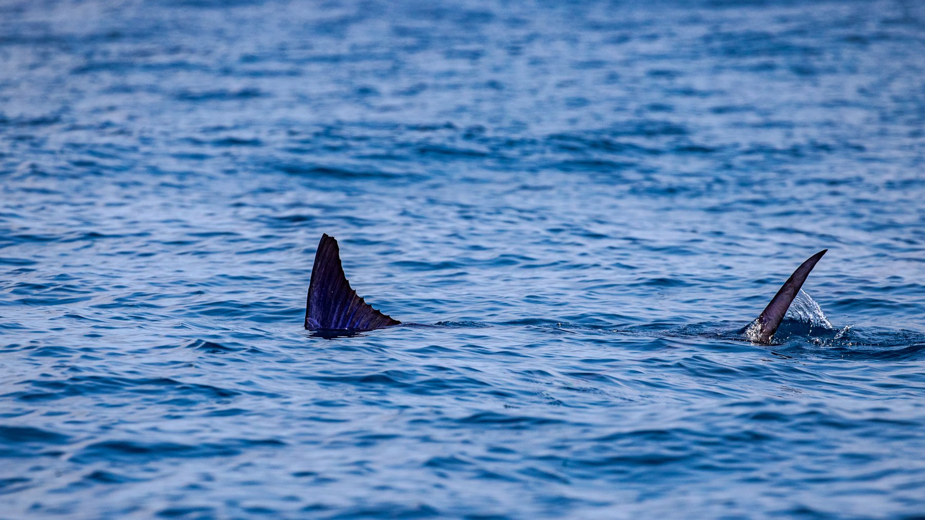 Two dorsal fins of a whale or a large fish breaking the surface of the ocean.
