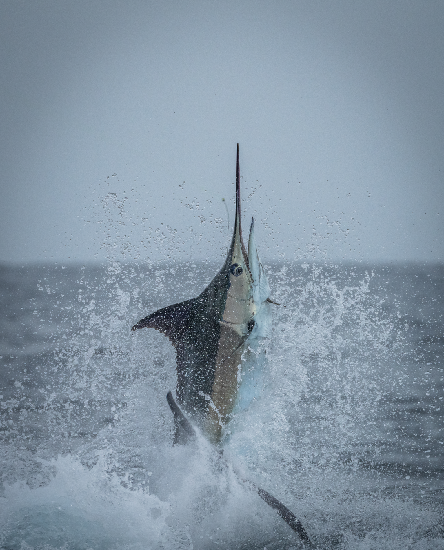 A marlin fish jumping out of the water with a fishing hook in its jaw in the open ocean.