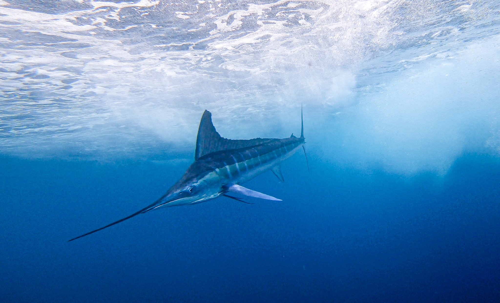 A striped marlin ready for release in Magdalena Bay, Mexico.
