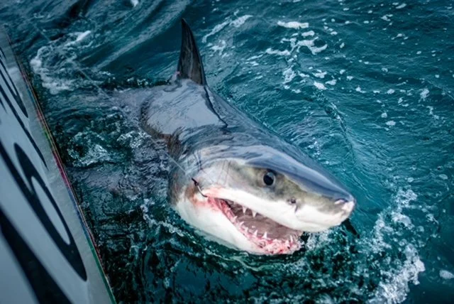 A great white shark makes an appearance as bycatch while fishing in Nova Scotia for giant bluefin tuna.