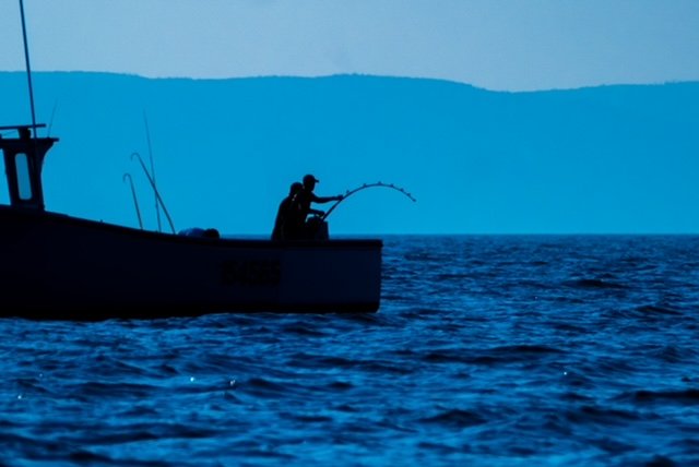 An angler hand-lines his giant bluefin tuna in Nova Scotia.