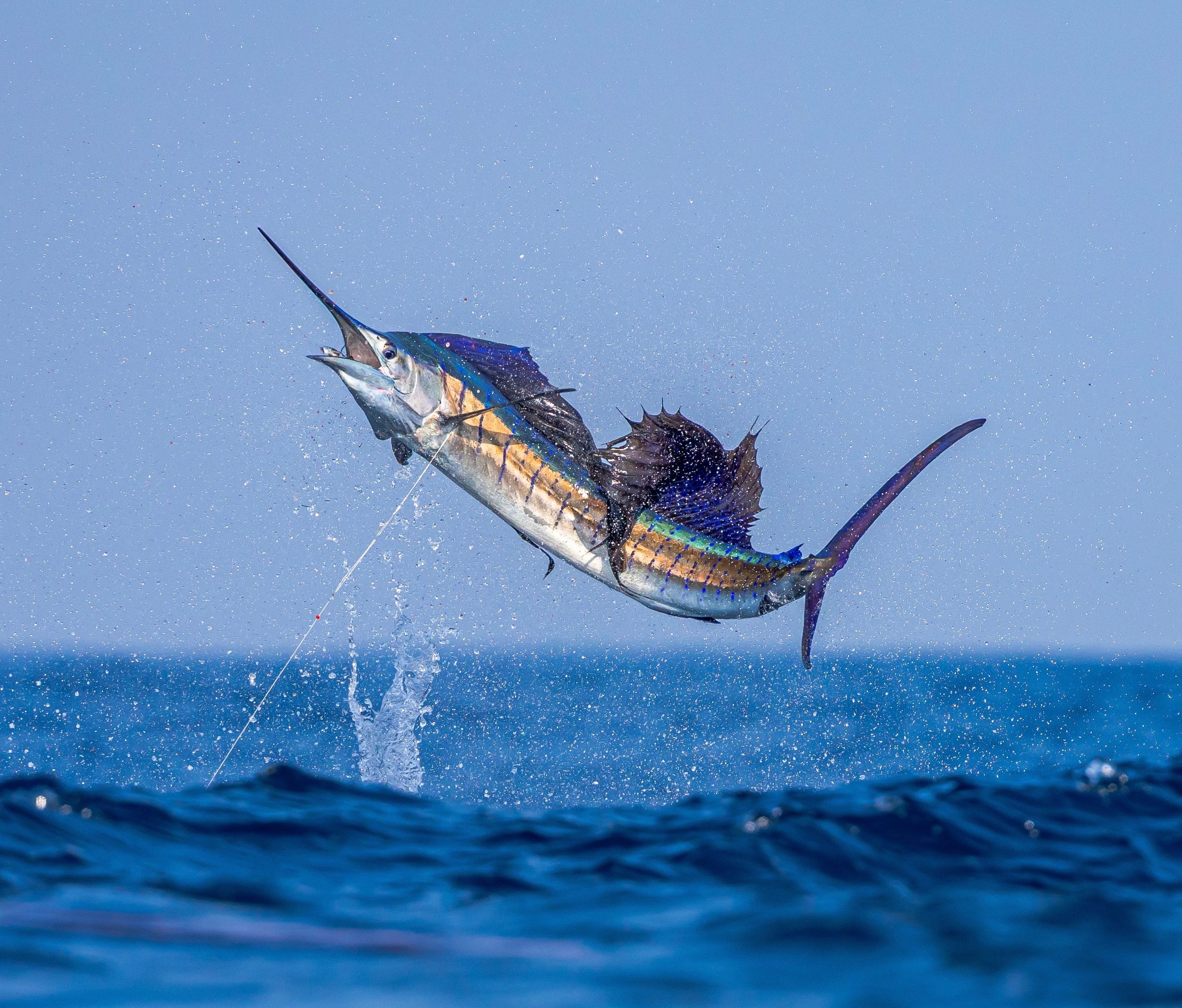 A sailfish jumping out of the water off the coast of Guatemala.