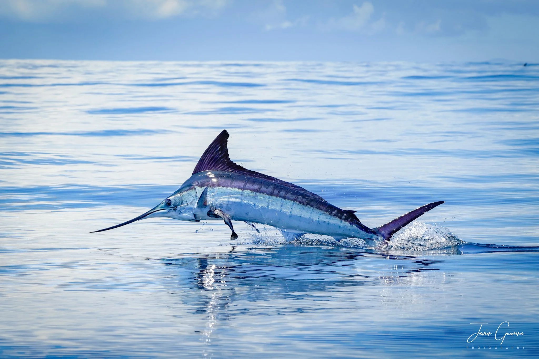 A sailfish jumping out of the water with a blue sky and ocean background.