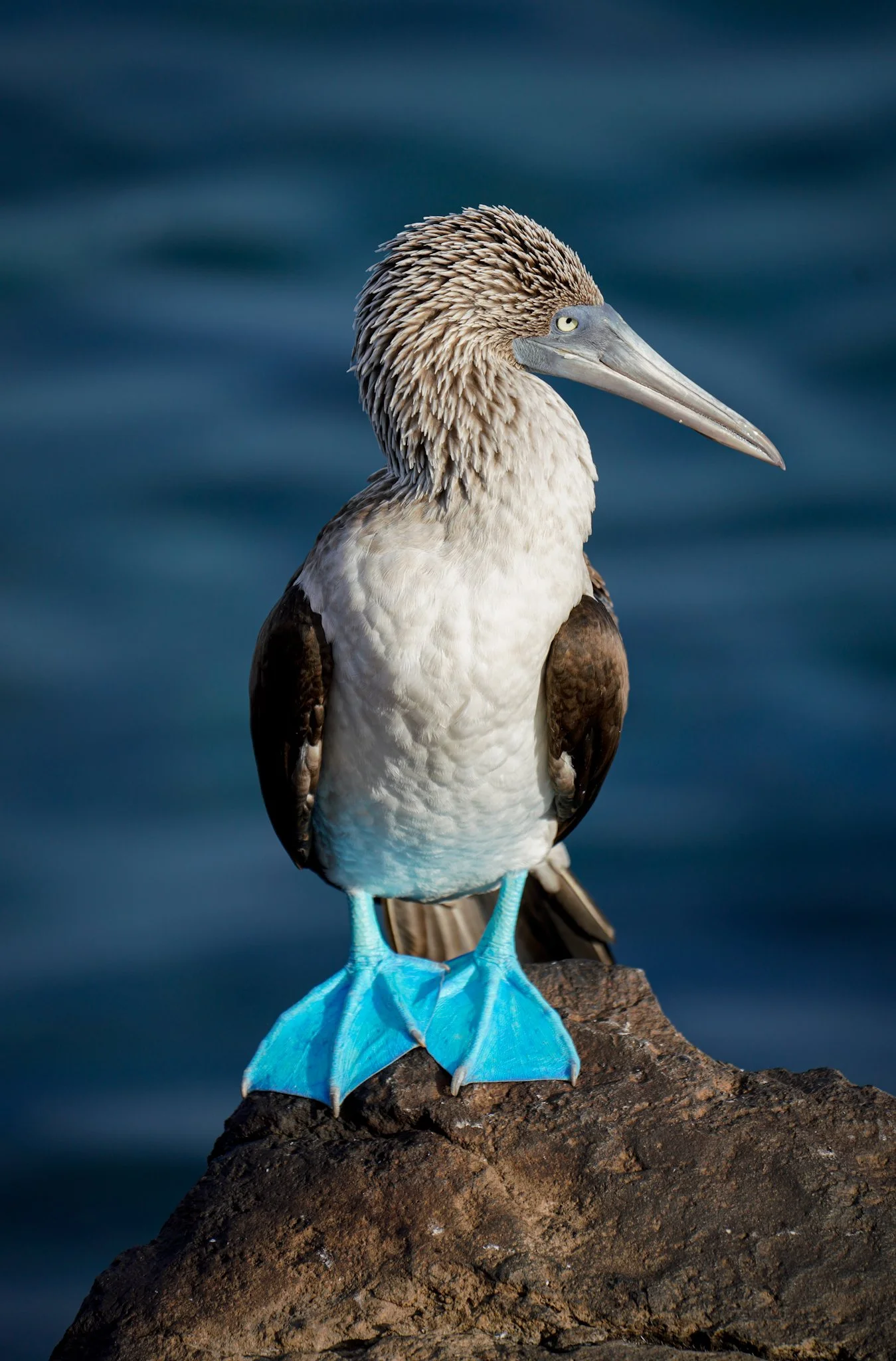 A blue-footed booby bird perched on a dark rock with a blurred blue water background.