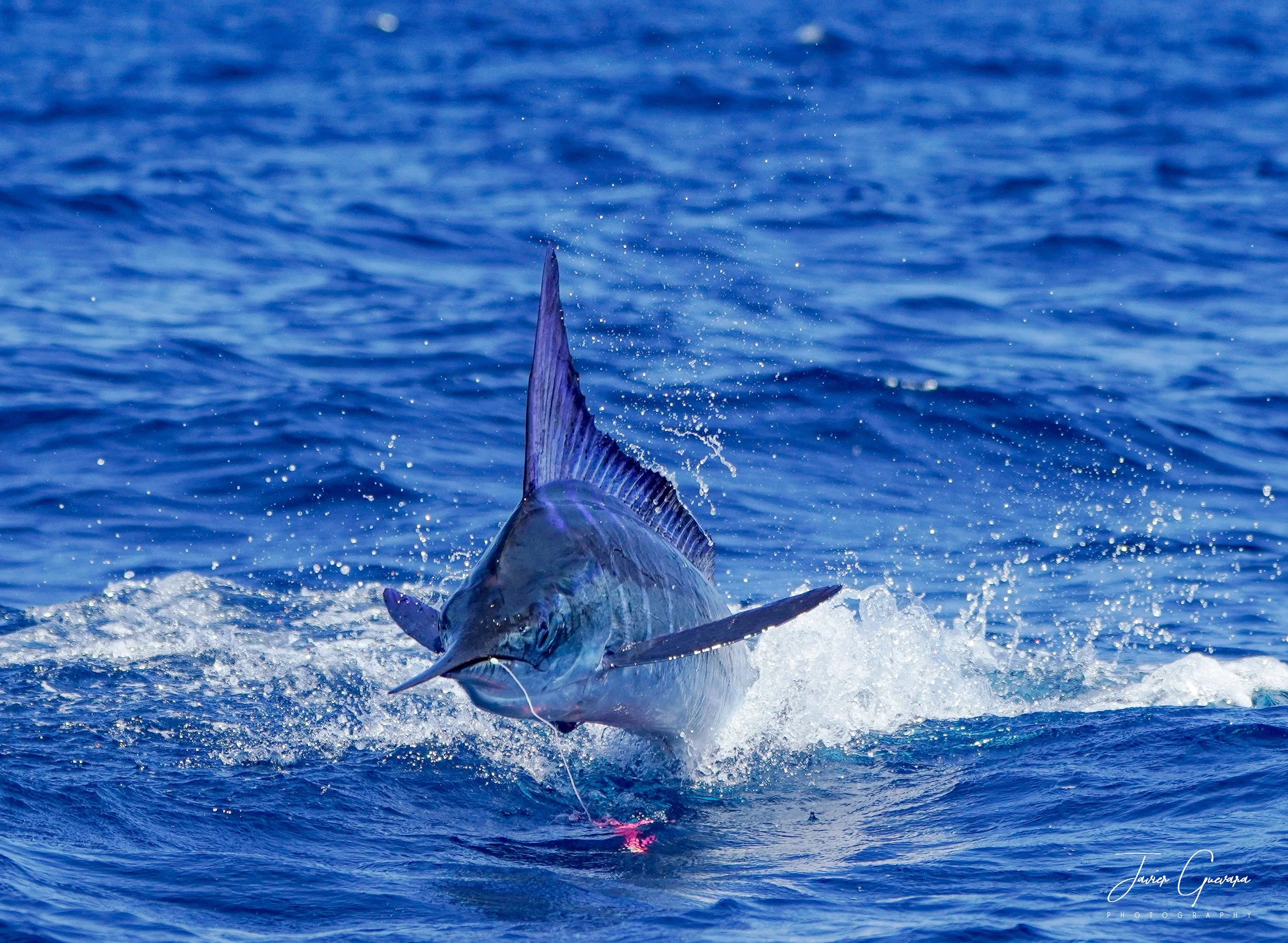 A large striped marlin on fly charges the boat in the Galapagos.