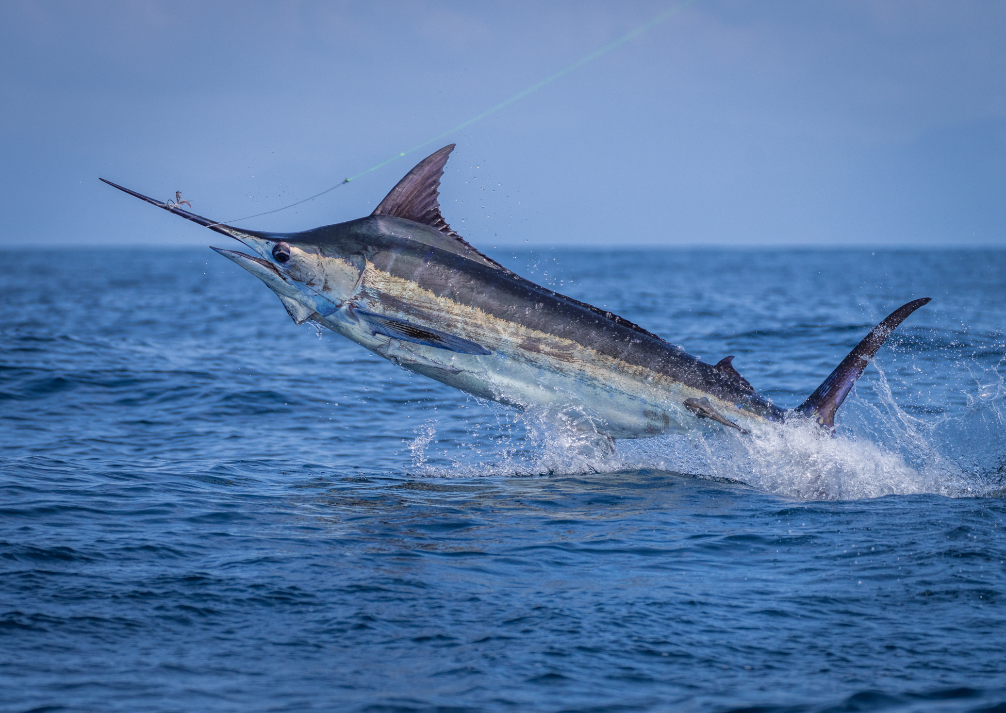 A blue marlin fish leaping out of the water off the coast of Guatemala.