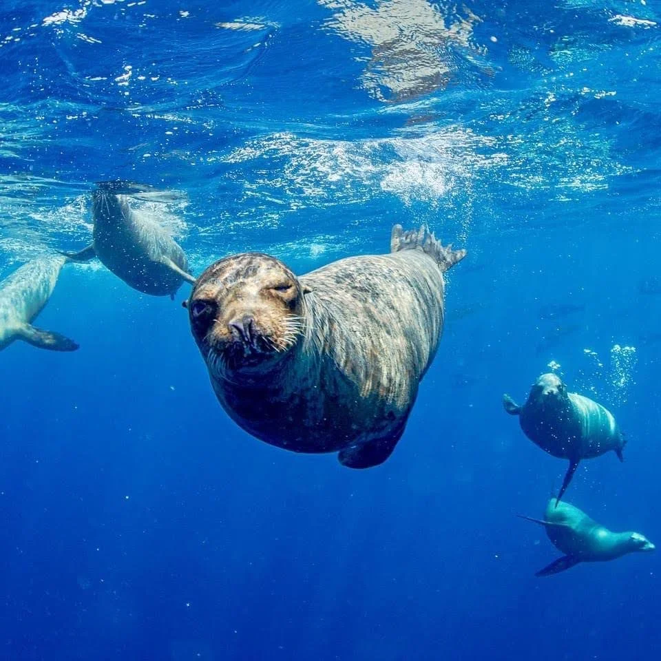 Sea lions swimming underwater in the ocean