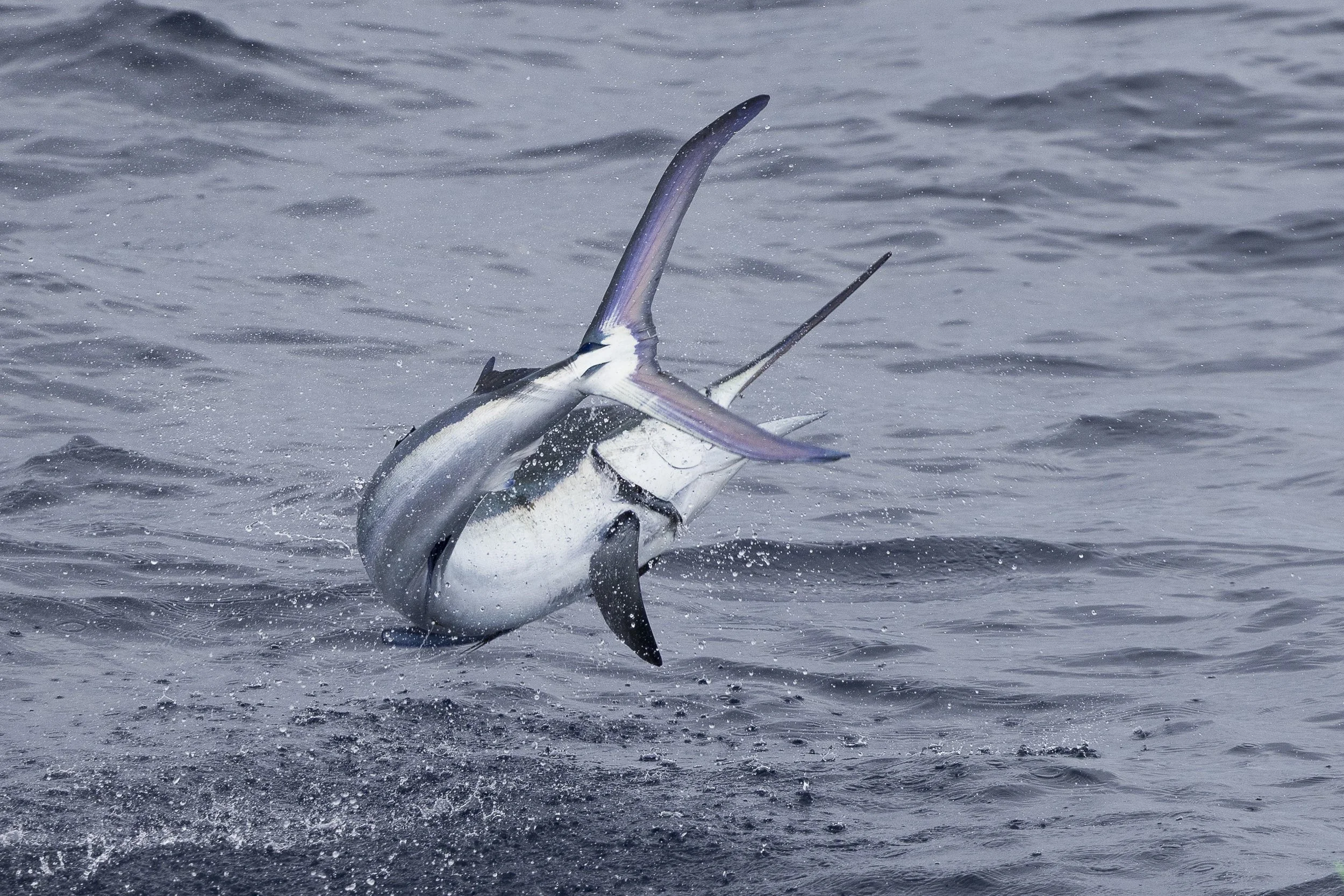 A marlin leaping out of the water with attempting to throw the hook.