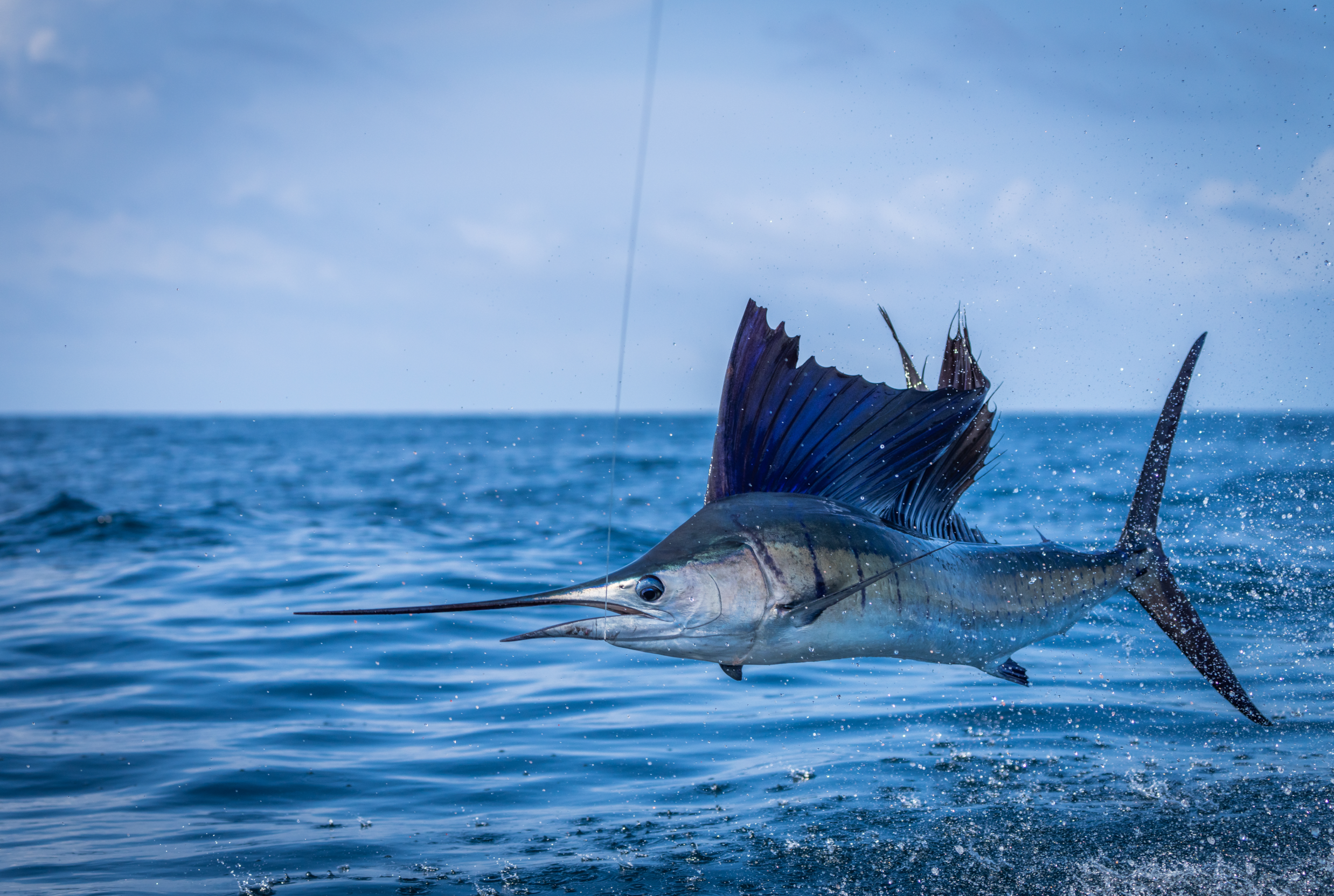 A sailfish showing it's full sail as it jumps from the water.