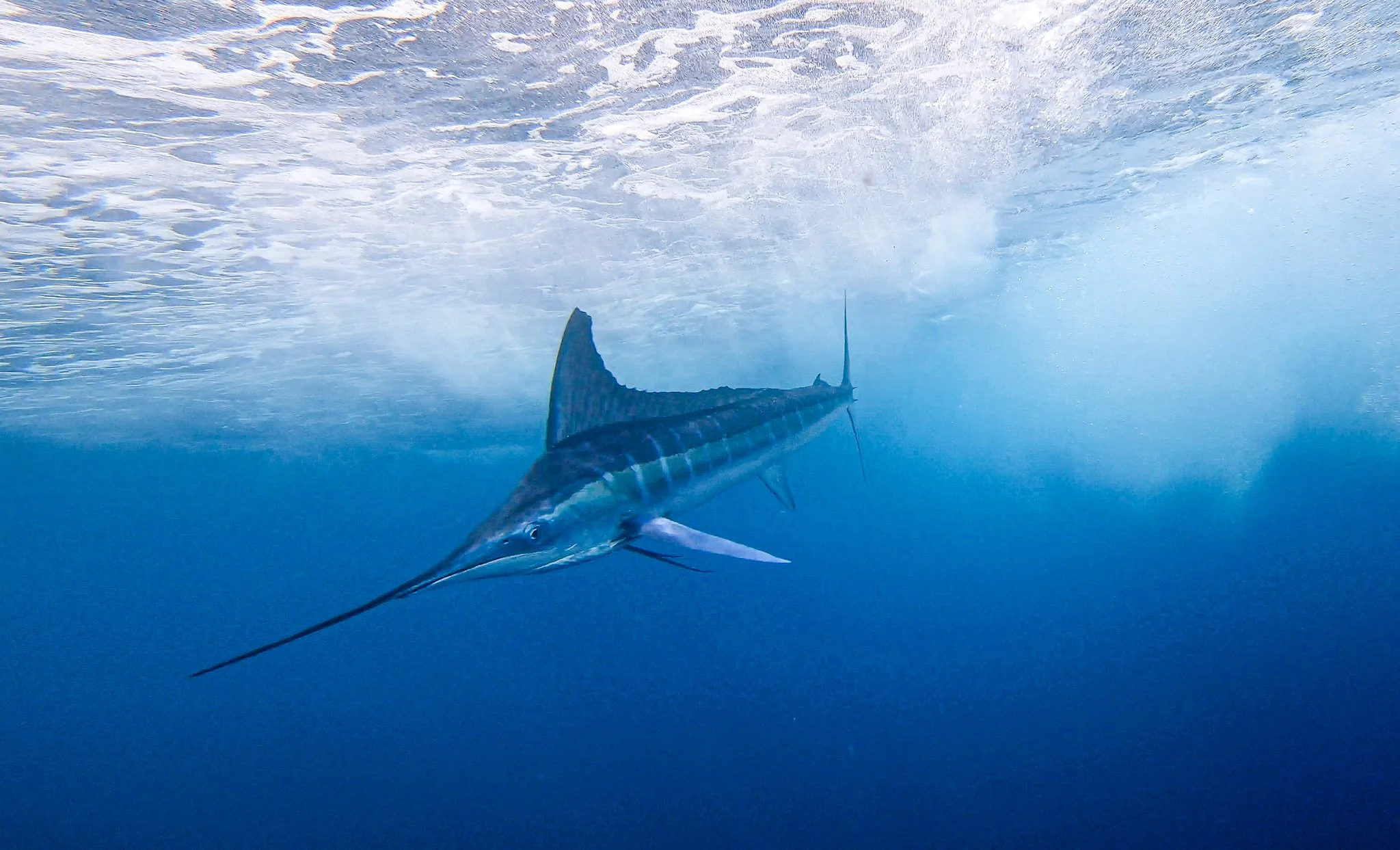 A sailfish swimming underwater in the ocean.