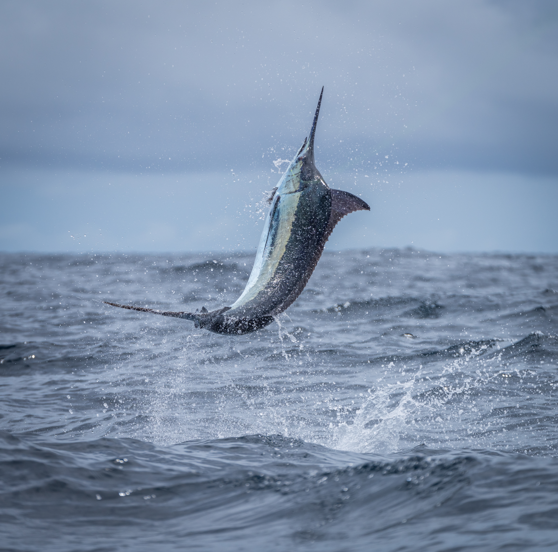 A marlin jumping out of the water during a deep-sea fishing trip.