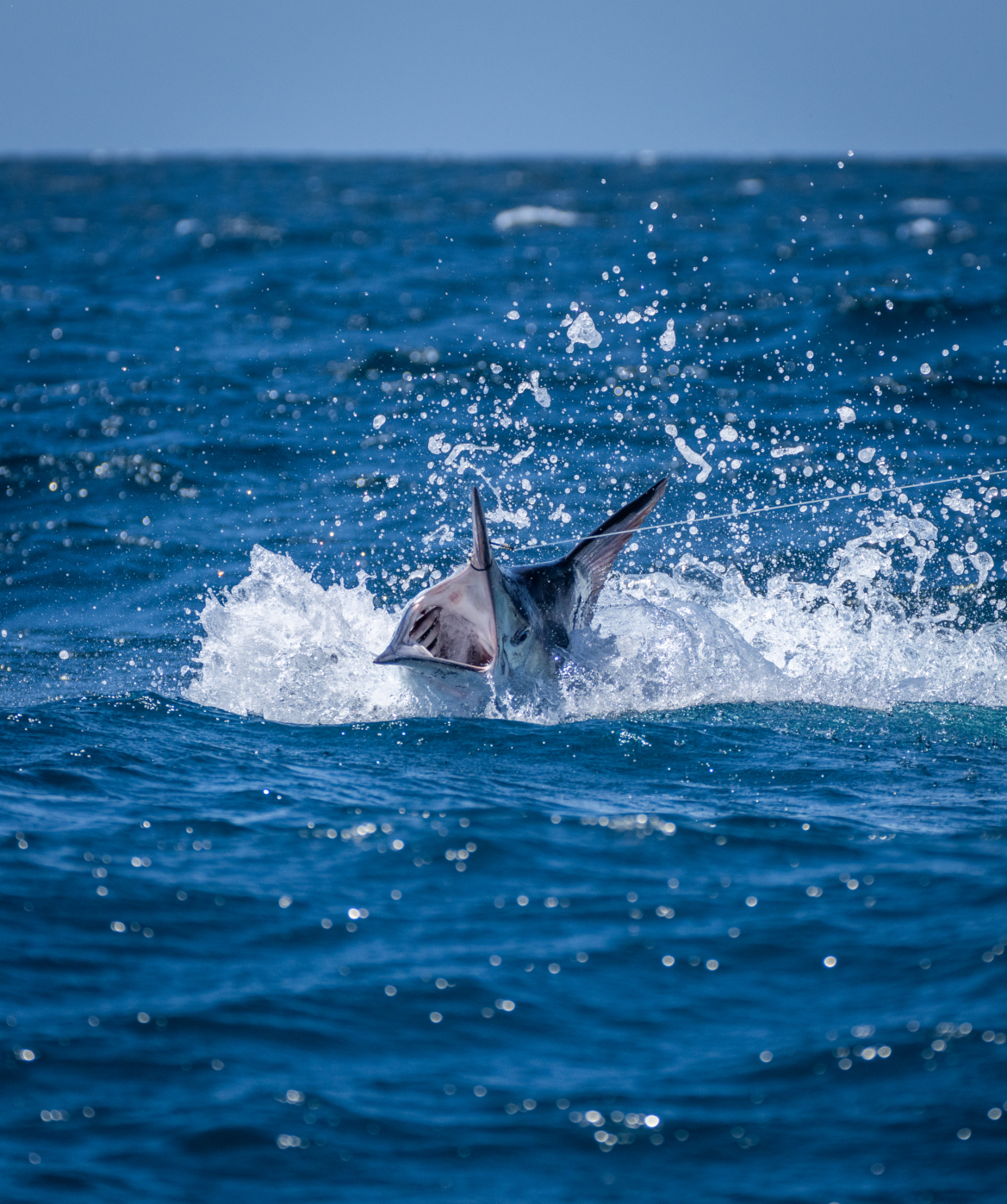 A marlin fish breaching out of the ocean water with its mouth open and a fishing line attached.