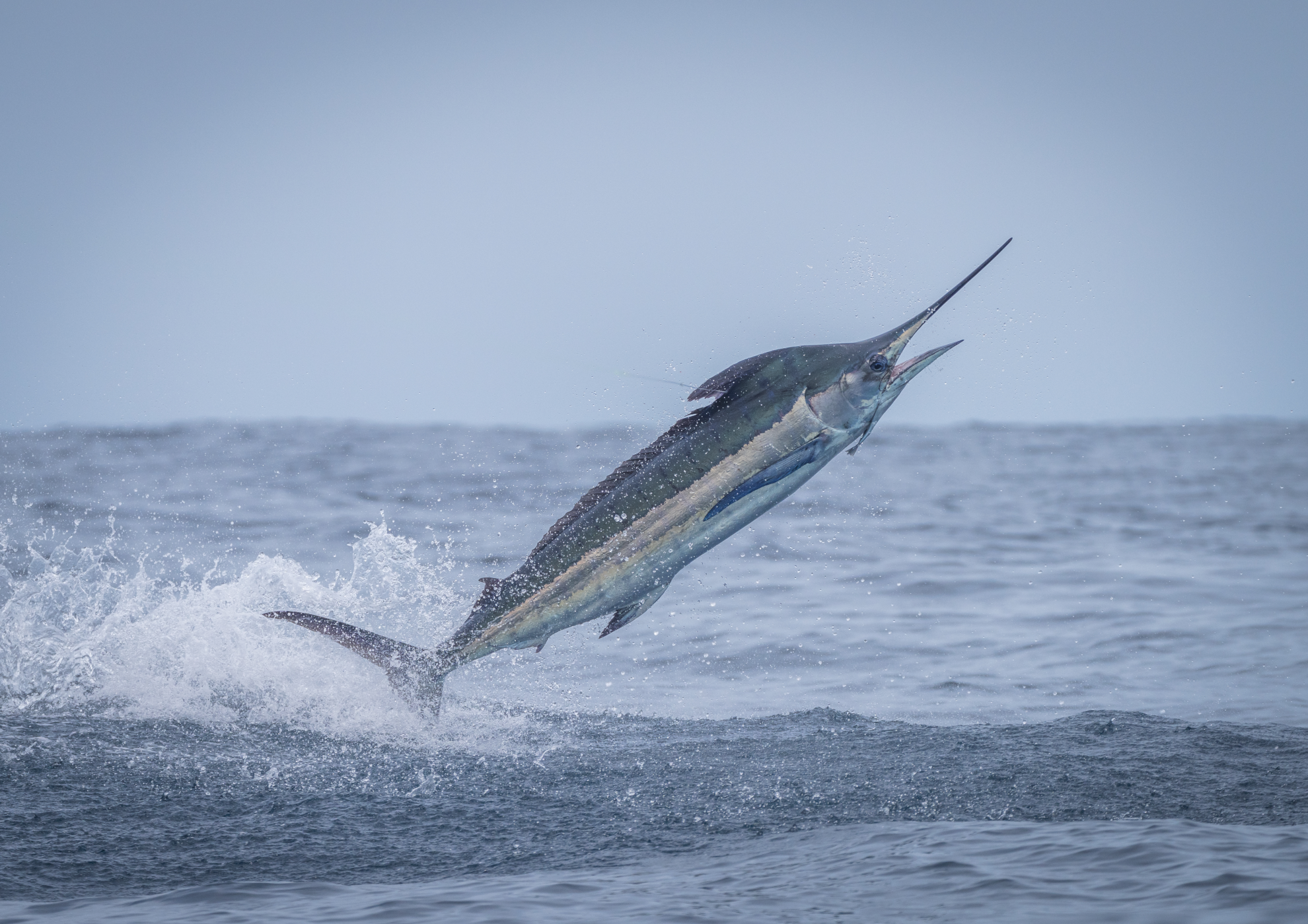 A blue marlin jumping out of the water.