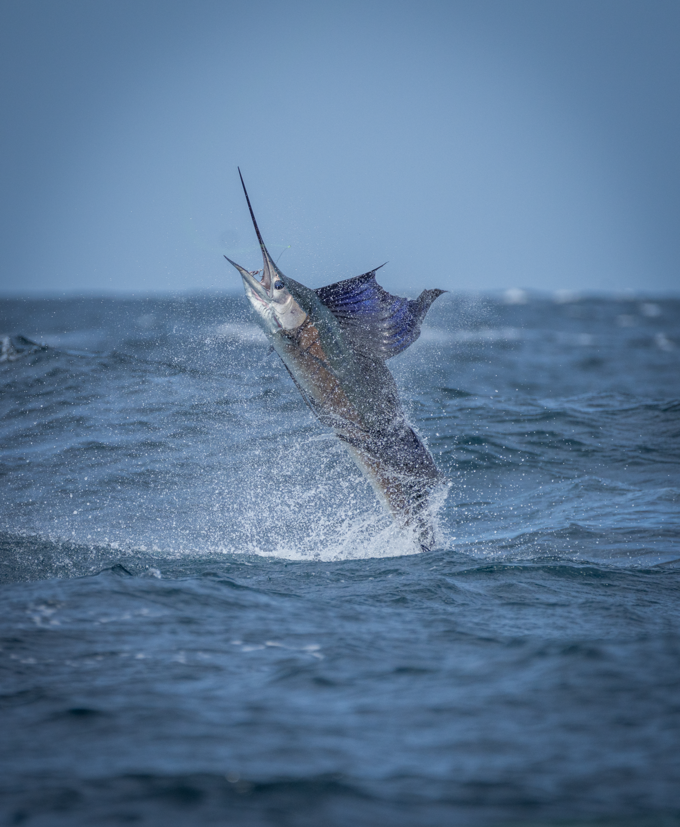 A marlin leaping out of the water with a fishing hook in its mouth.