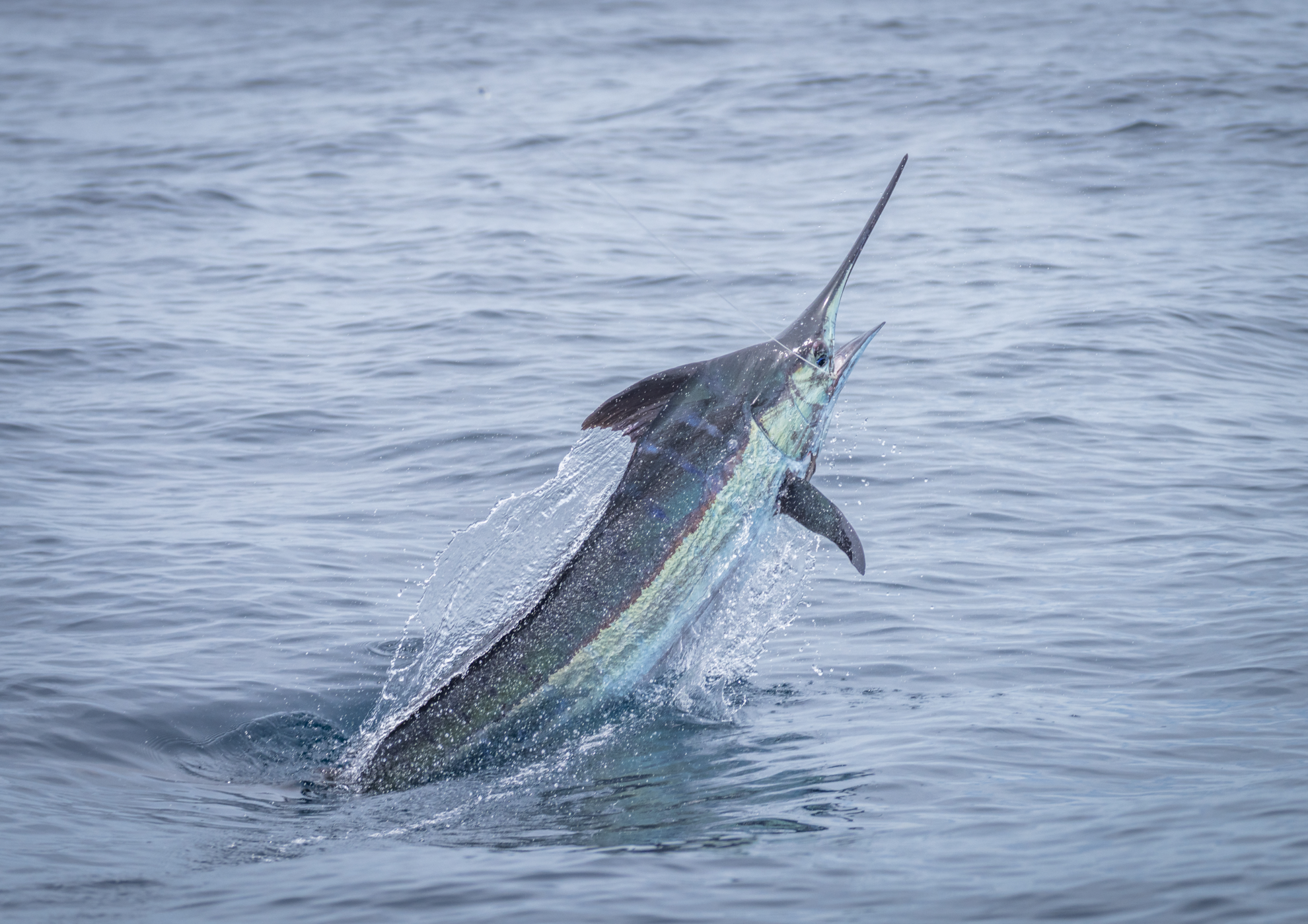 A juvenile black marlin jumping out of the water in Panama.