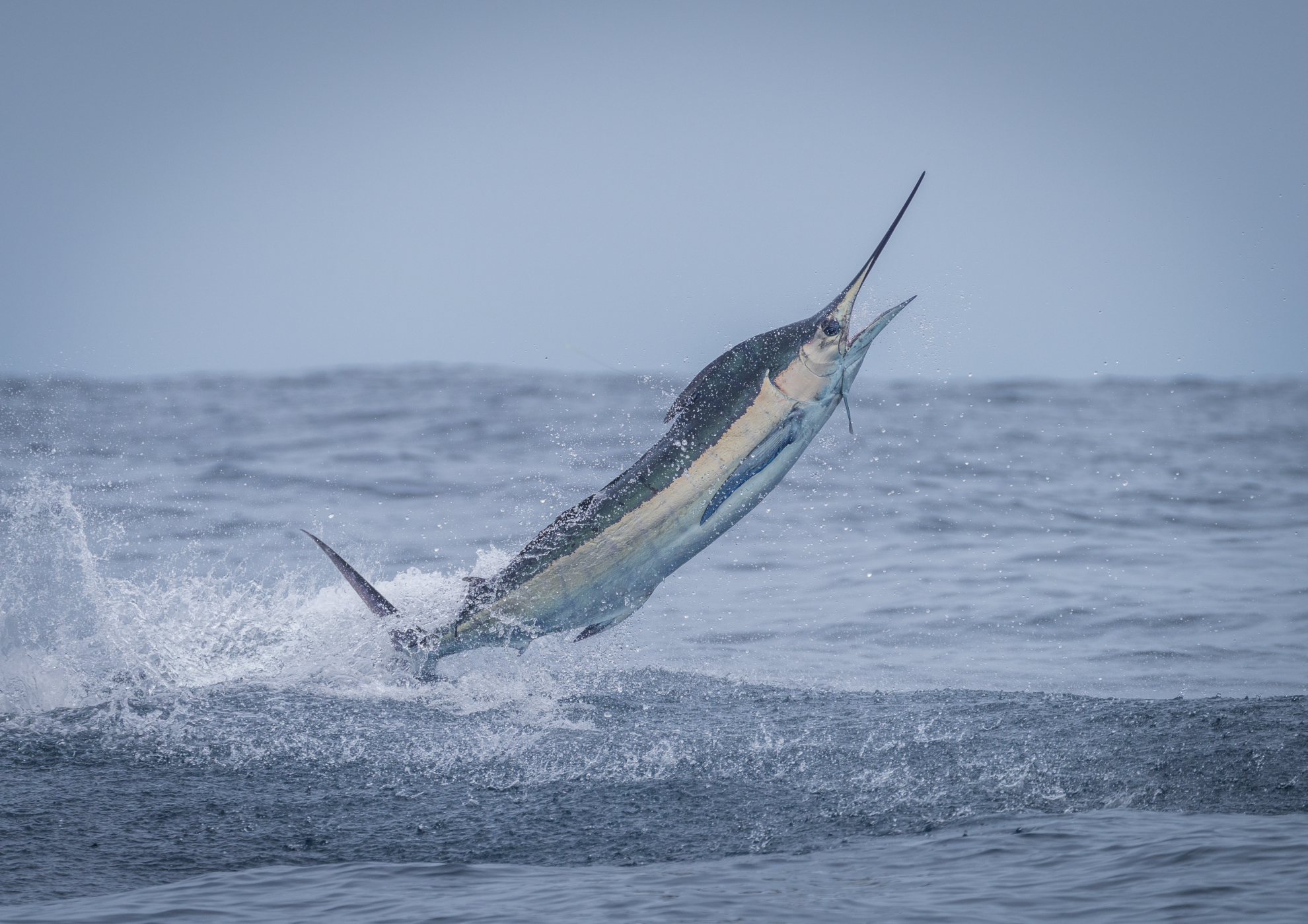 A blue marlin jumping out of the water.