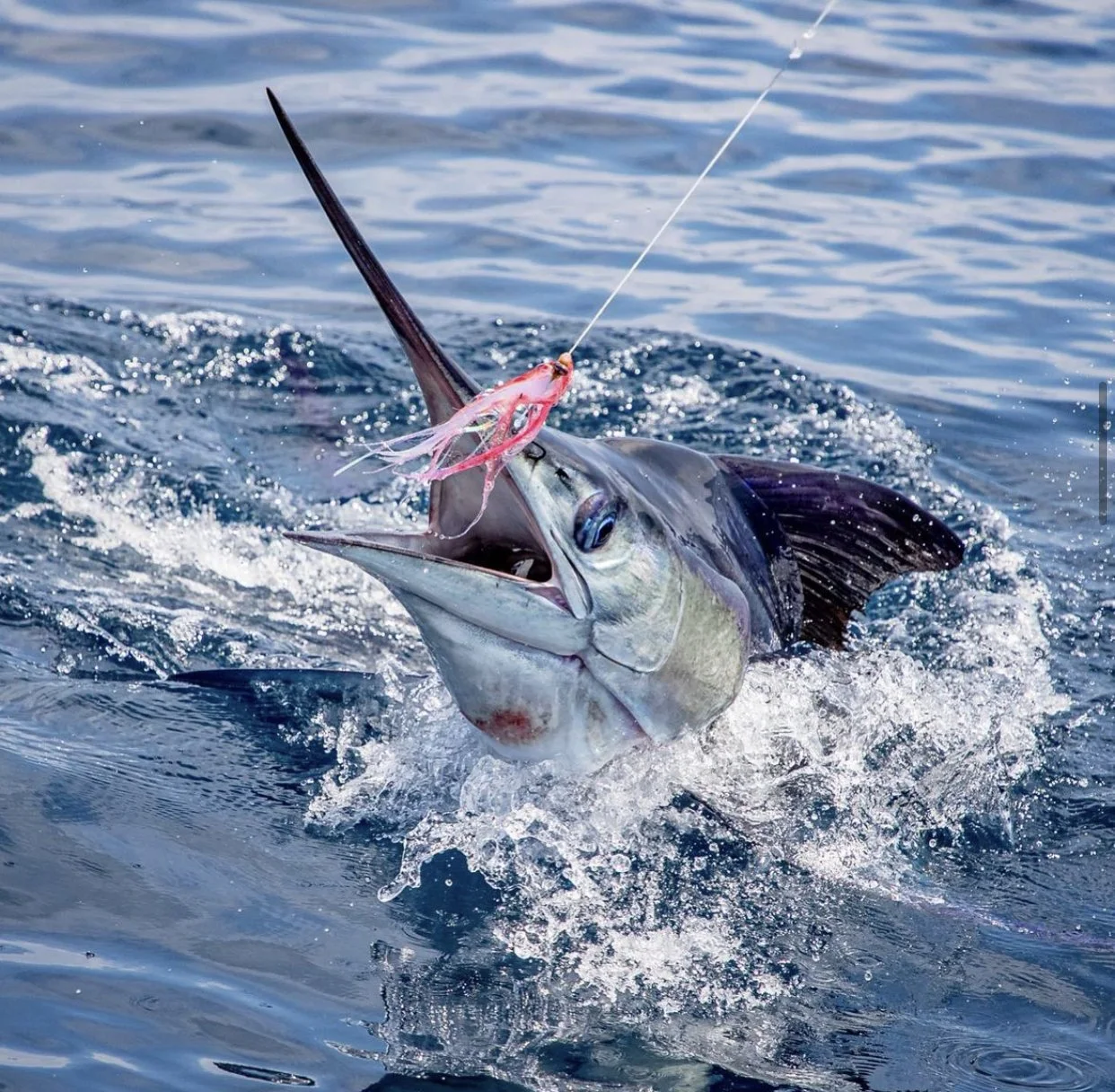 A marlin caught on a fishing hook in the ocean, with water splashing around.