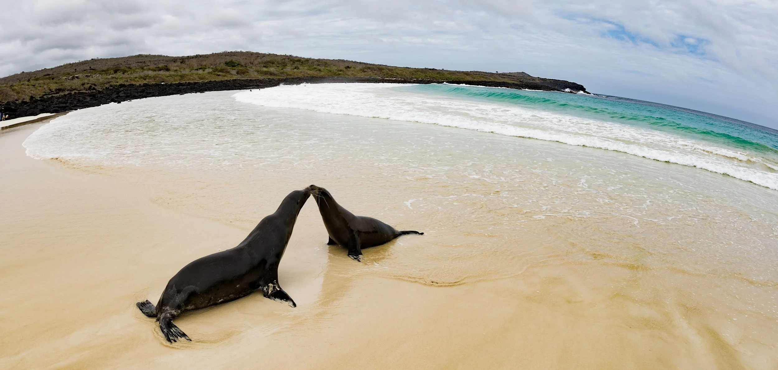 Two sea lions on a sandy beach touching noses with ocean waves and a rocky shoreline in the background.