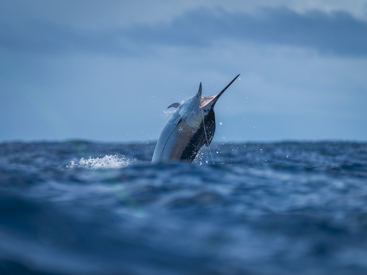 A marlin leaping out of the water with attempting to throw the hook.