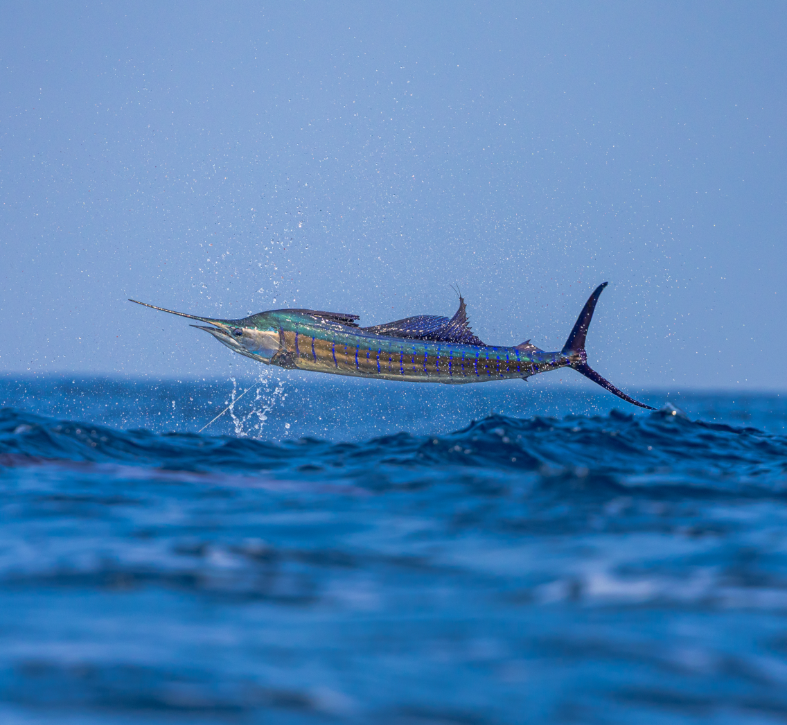 A marlin fish jumping out of the ocean with a clear blue sky in the background.