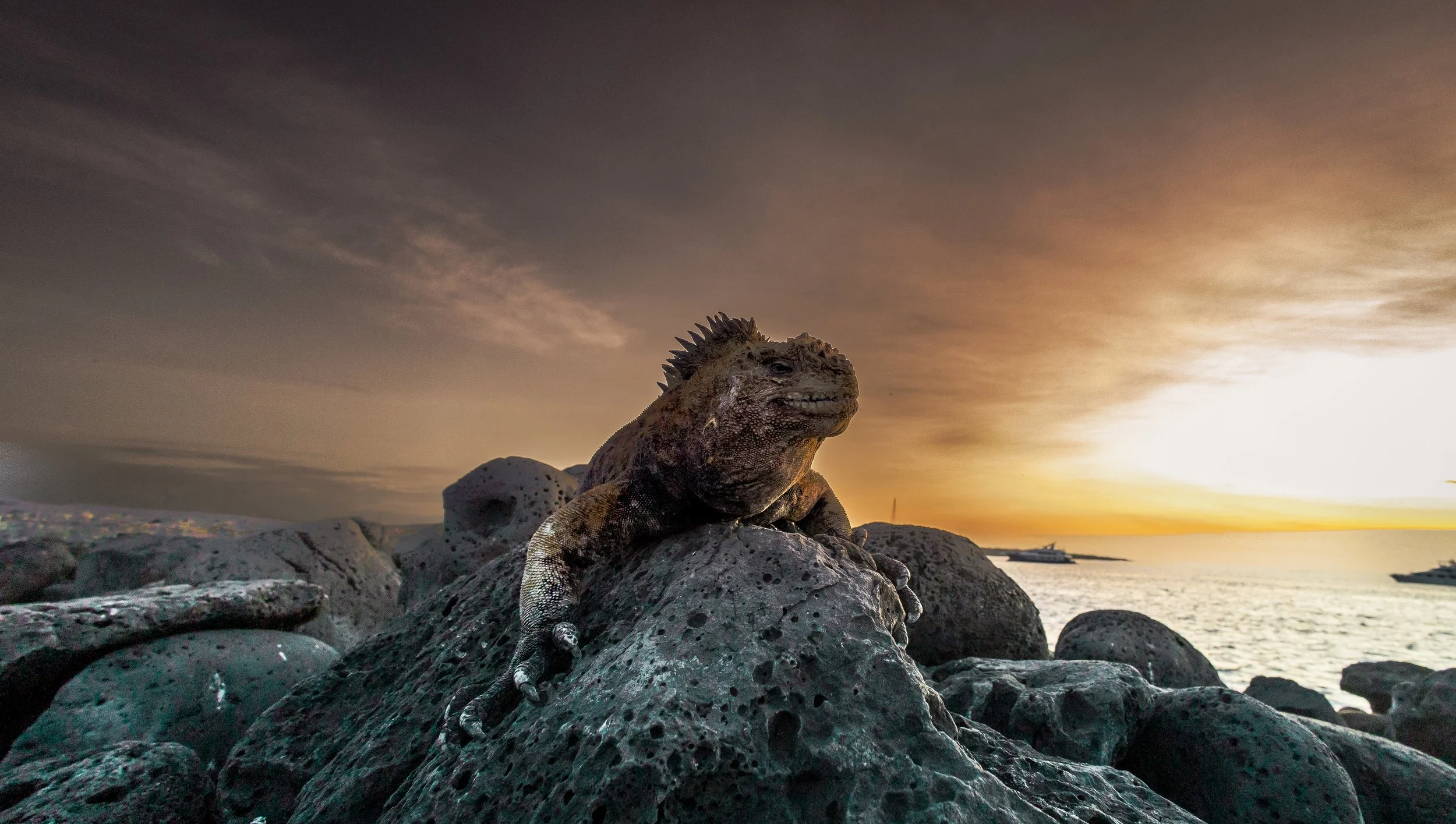 A Marine iguana resting on volcanic rocks with the ocean and a sunset in the background.