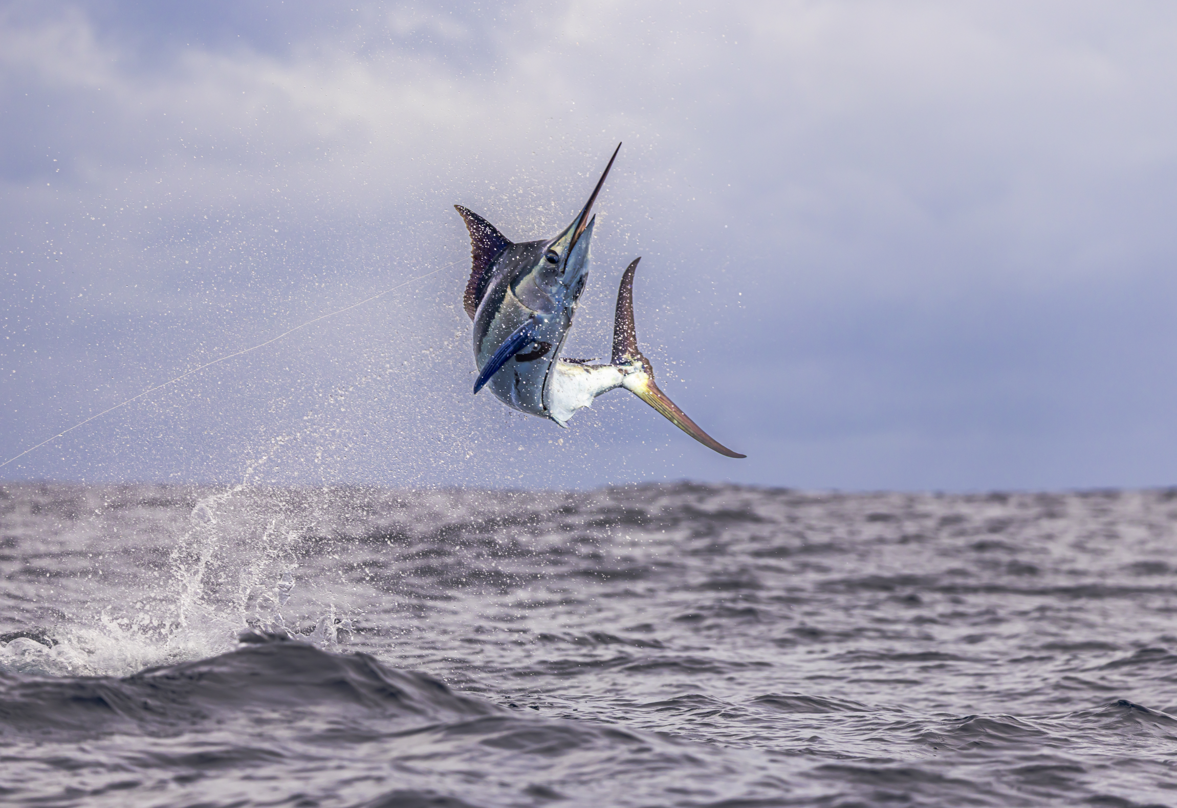 A marlin fish jumping out of the ocean with a fishing line attached, over choppy water with a cloudy sky in the background.