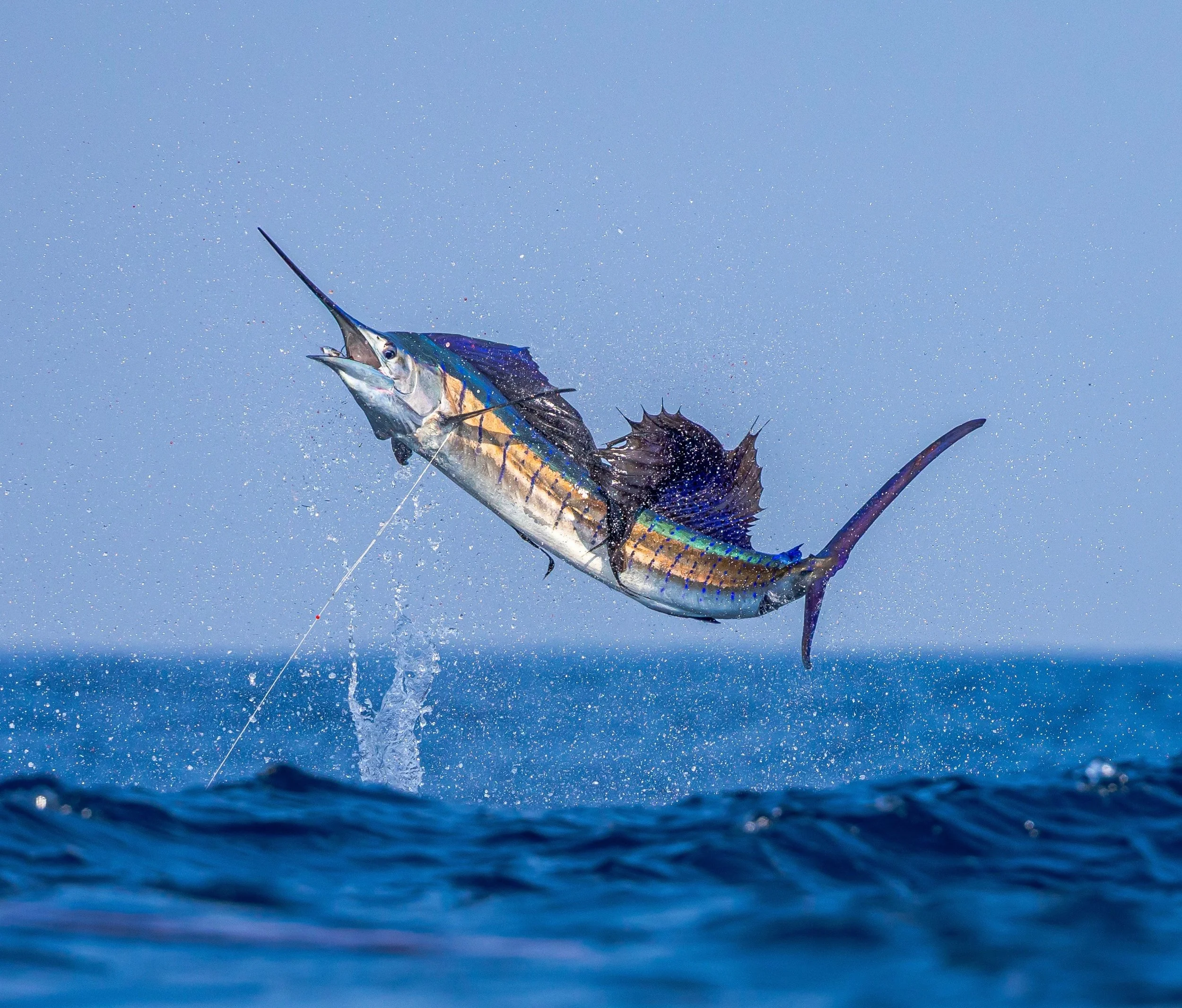A sailfish jumping out of the water off the coast of Guatemala.