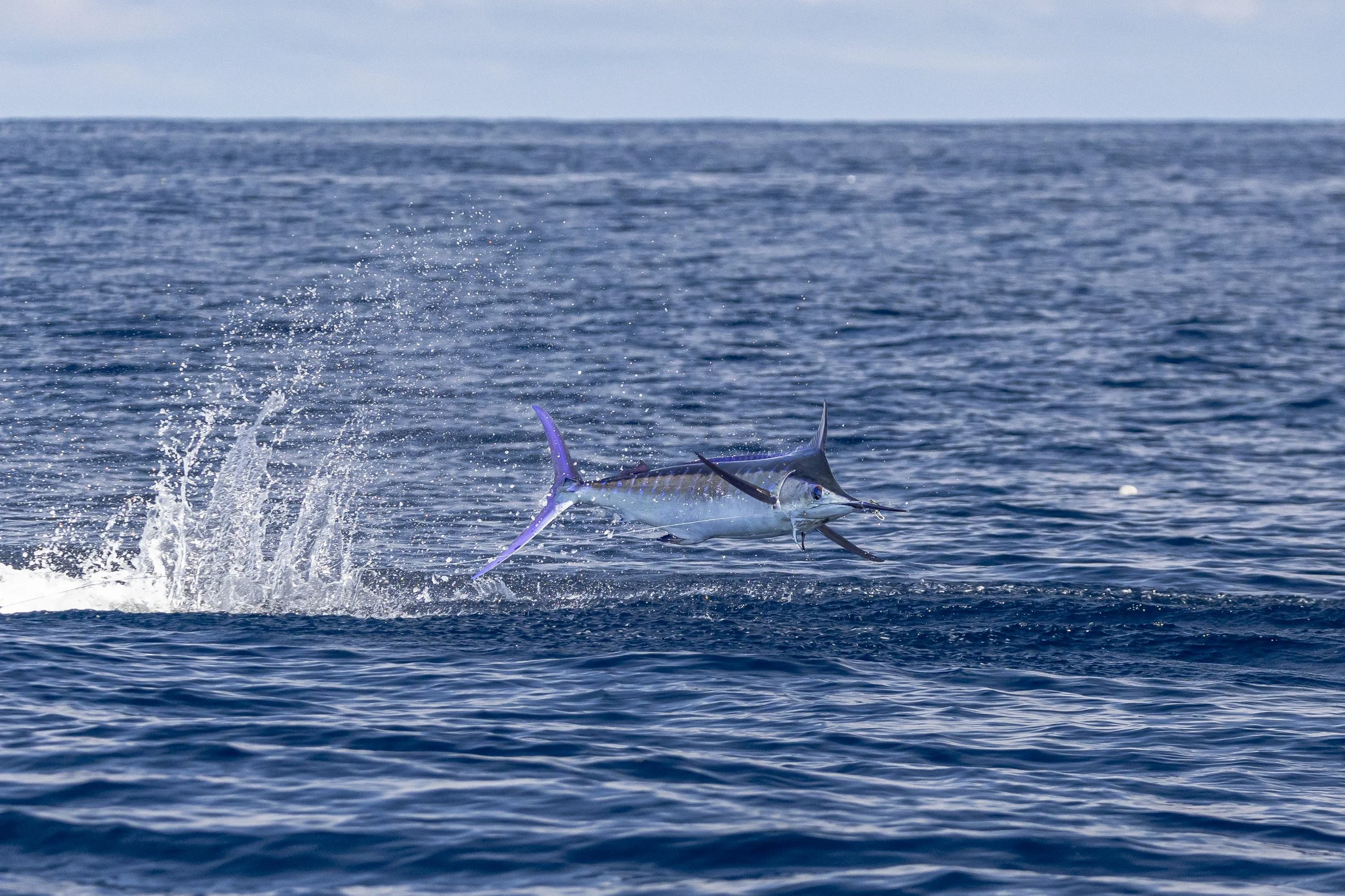 A marlin leaping out of the water with attempting to throw the hook.