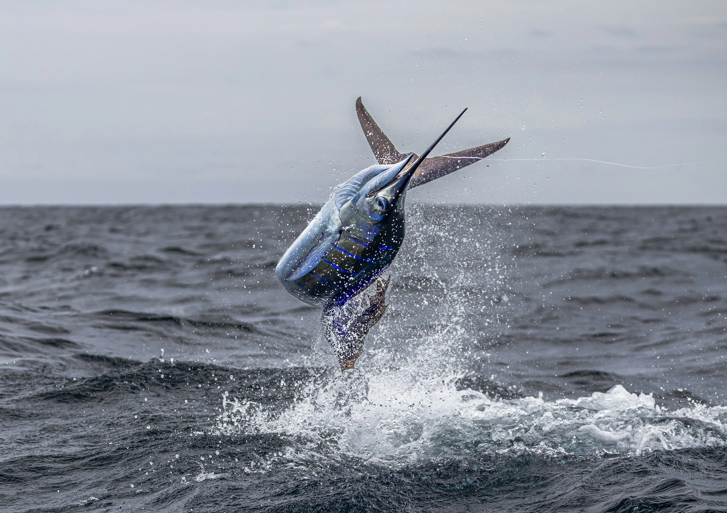 A sailfish leaping out of the ocean water off the coast of South Florida.
