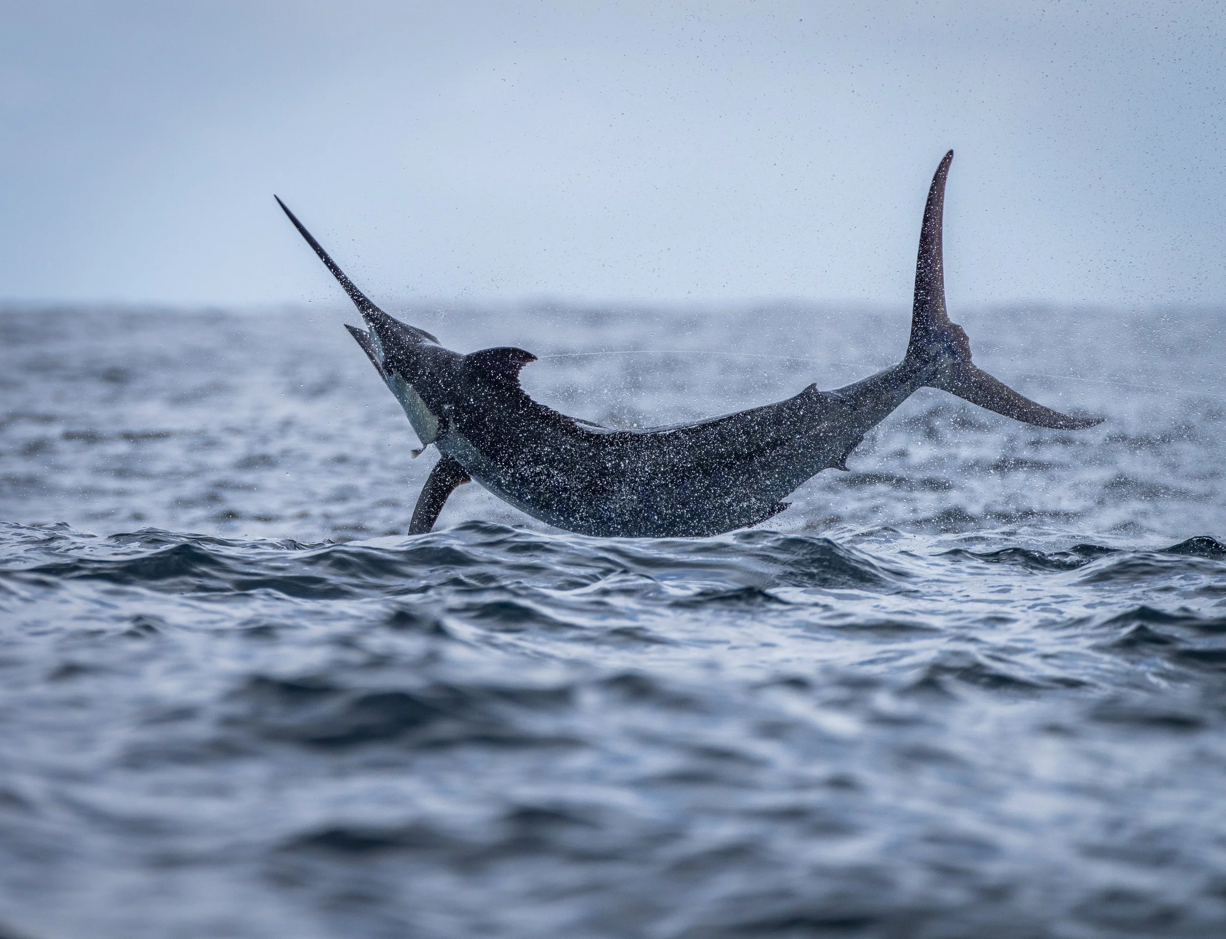 A marlin leaping out of the water with attempting to throw the hook.