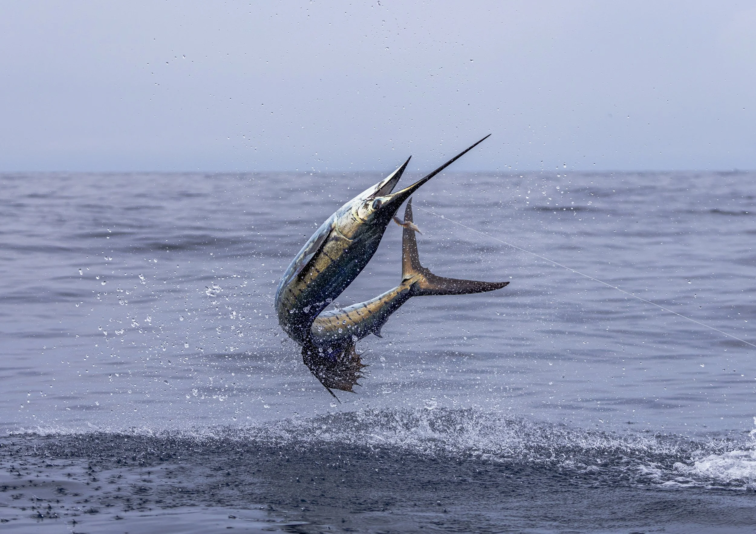 A sailfish leaping out of the ocean water off the coast of South Florida.