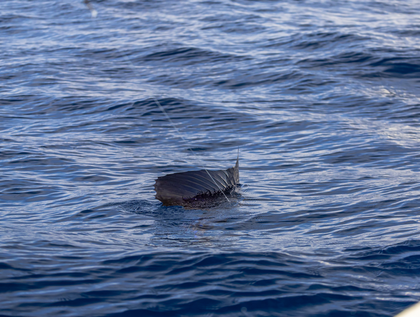 A sailfish sleepily cruises the surface during the day.