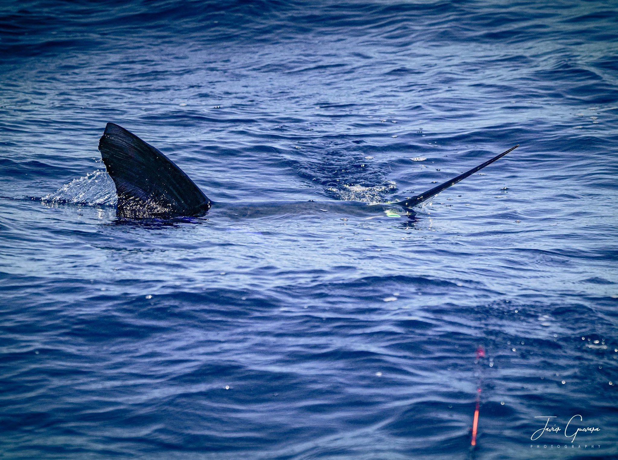 A whale's tail and a long dorsal fin above the water surface in the ocean, with fishing gear visible in the bottom right corner.