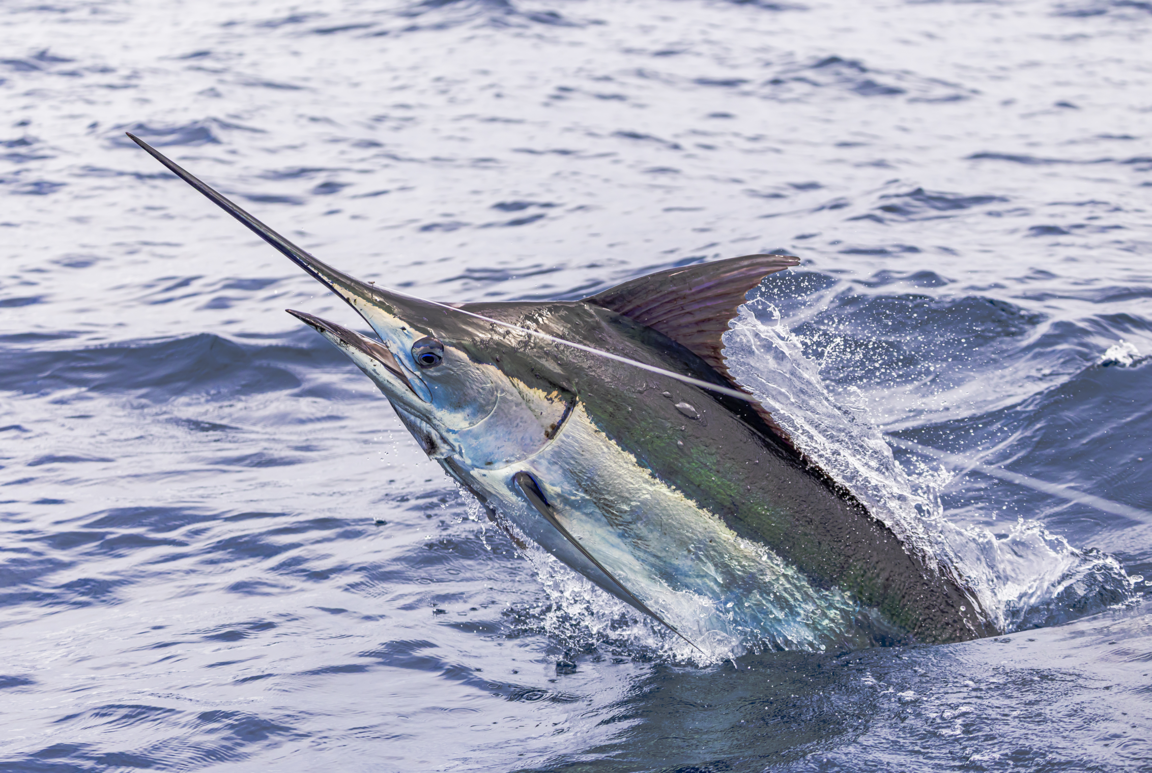 A blue marlin breaching out of the water in Guatemala.