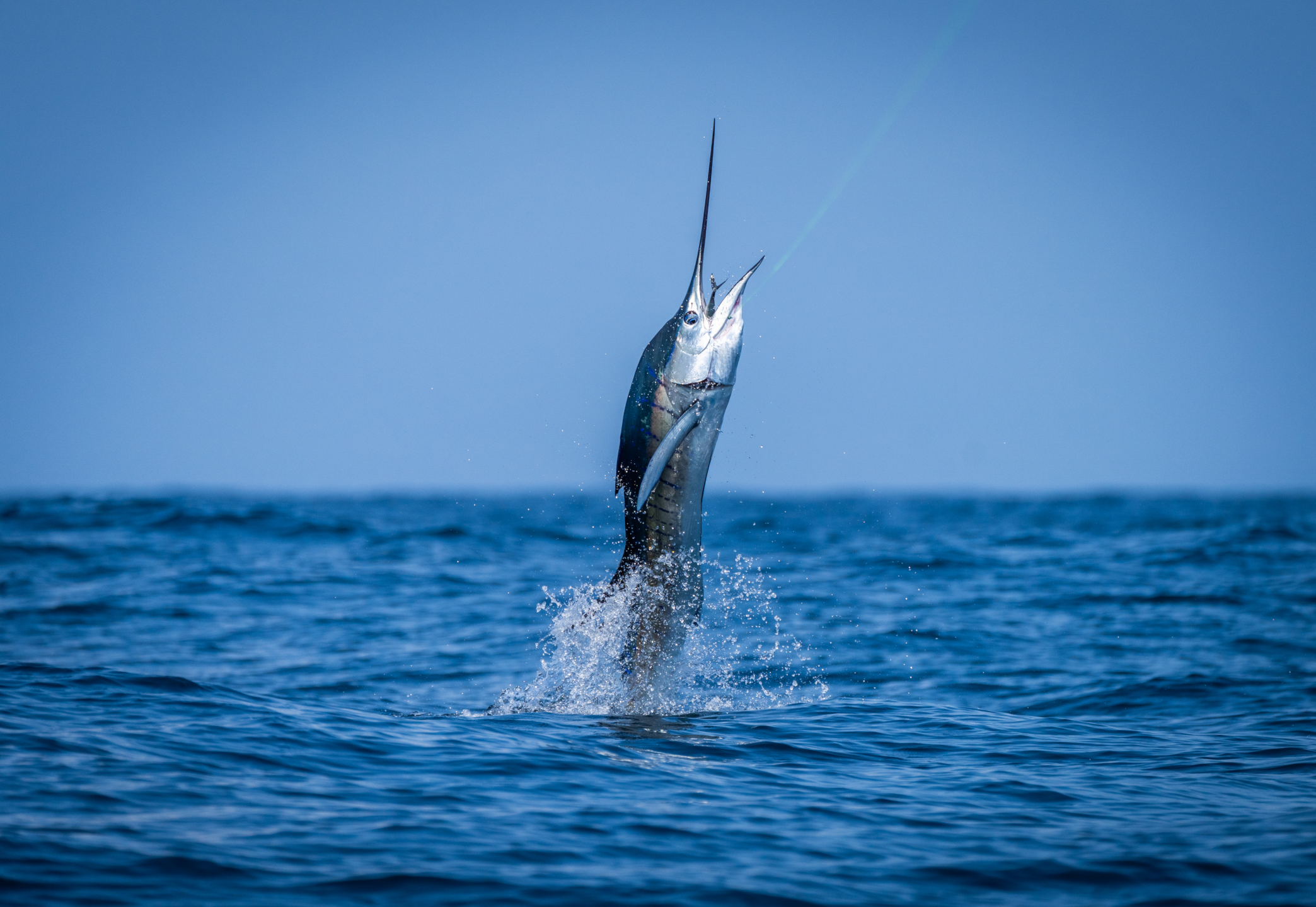 A black marlin skyrockets from the depths.