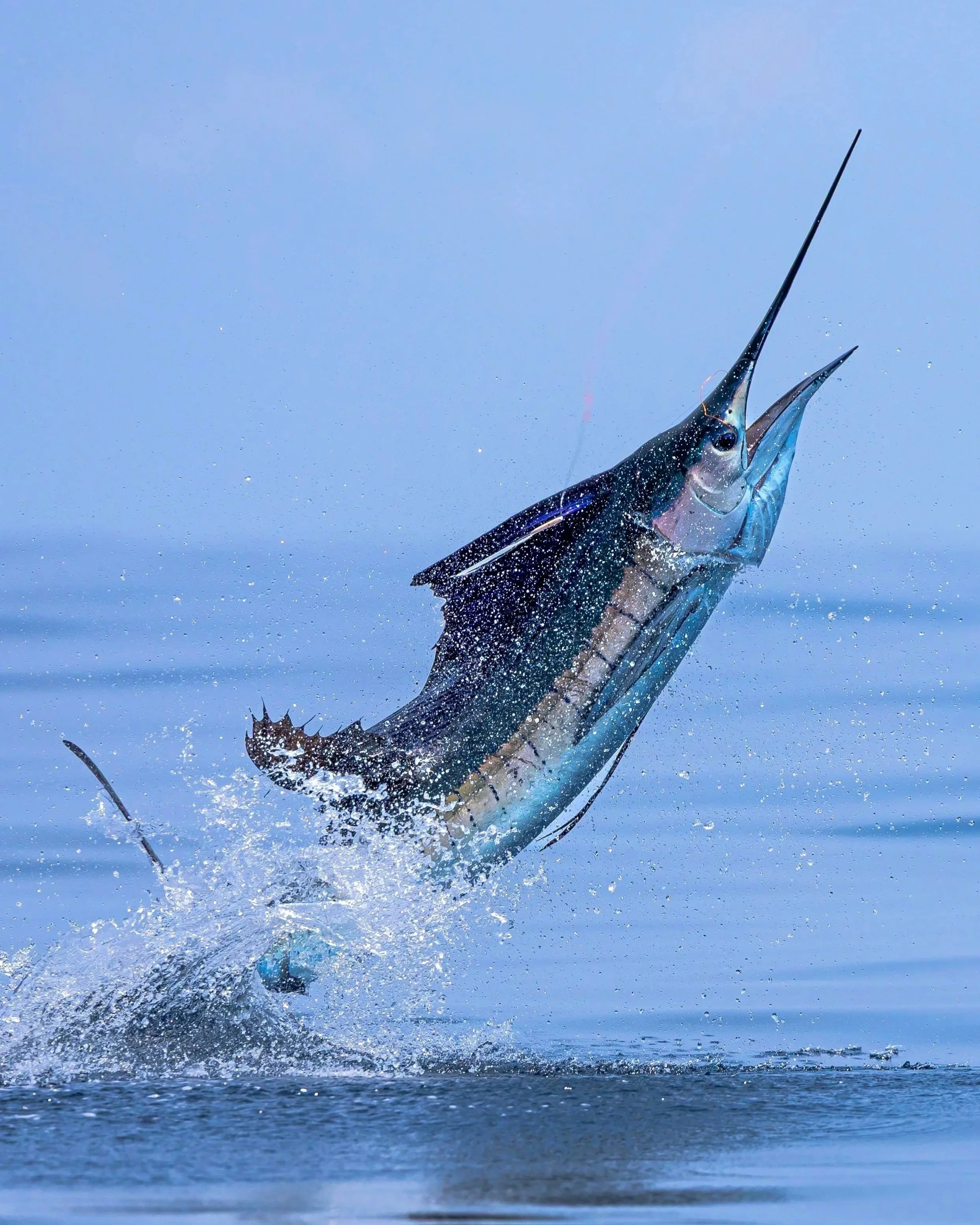 A sailfish presents the photographer with an epic shot.