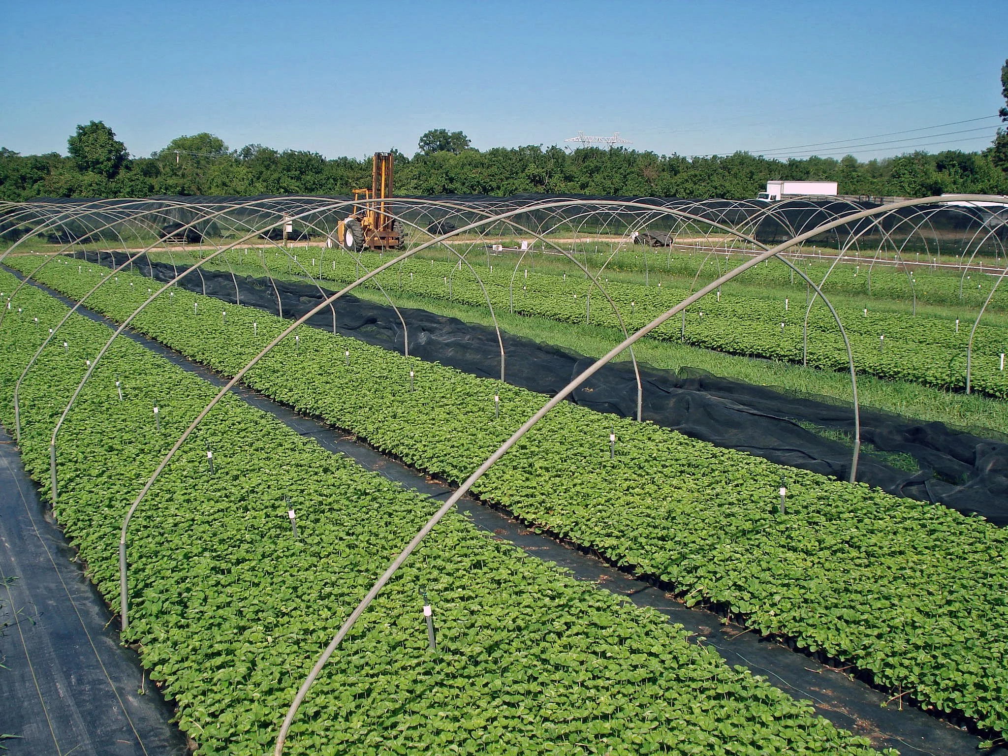 strawberry-plug-nursery.jpg