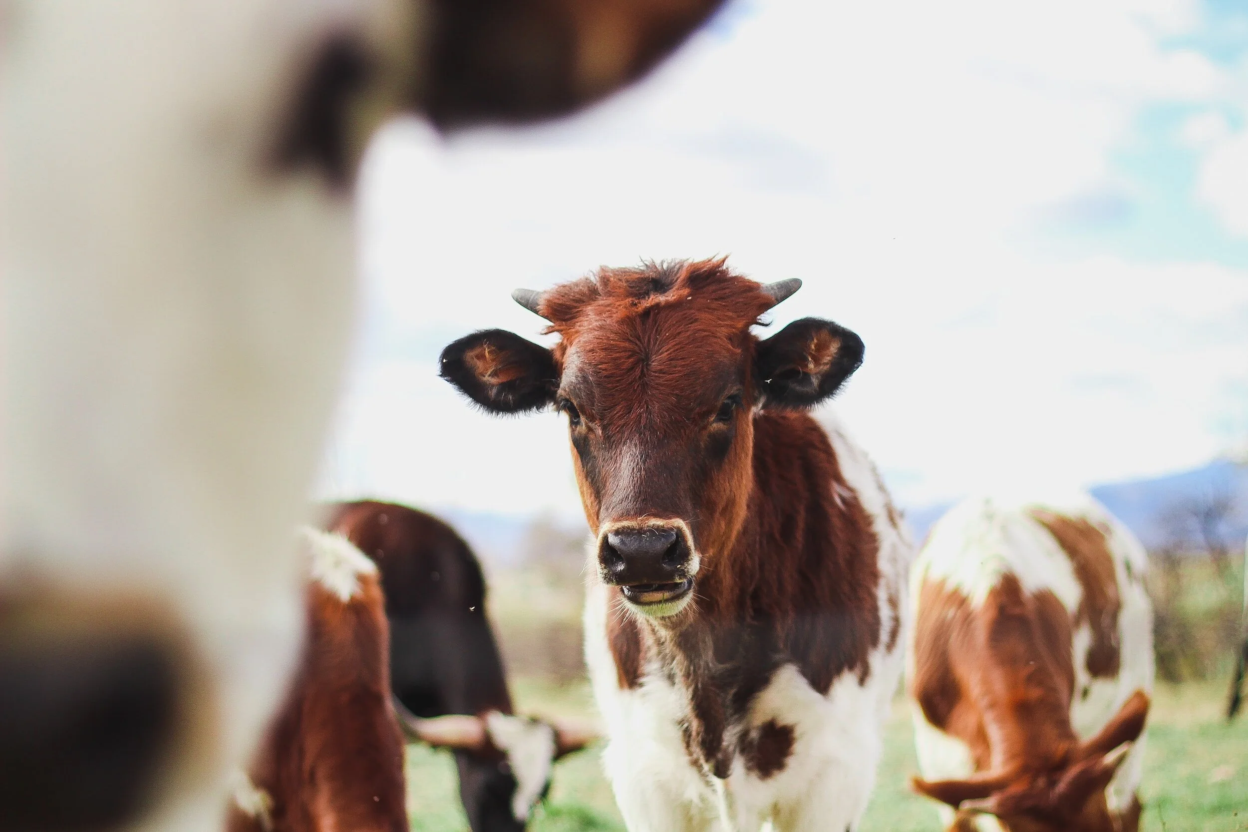 A close-up view of a brown and white cow with other cows in the background, outdoors on a farm under a partly cloudy sky.