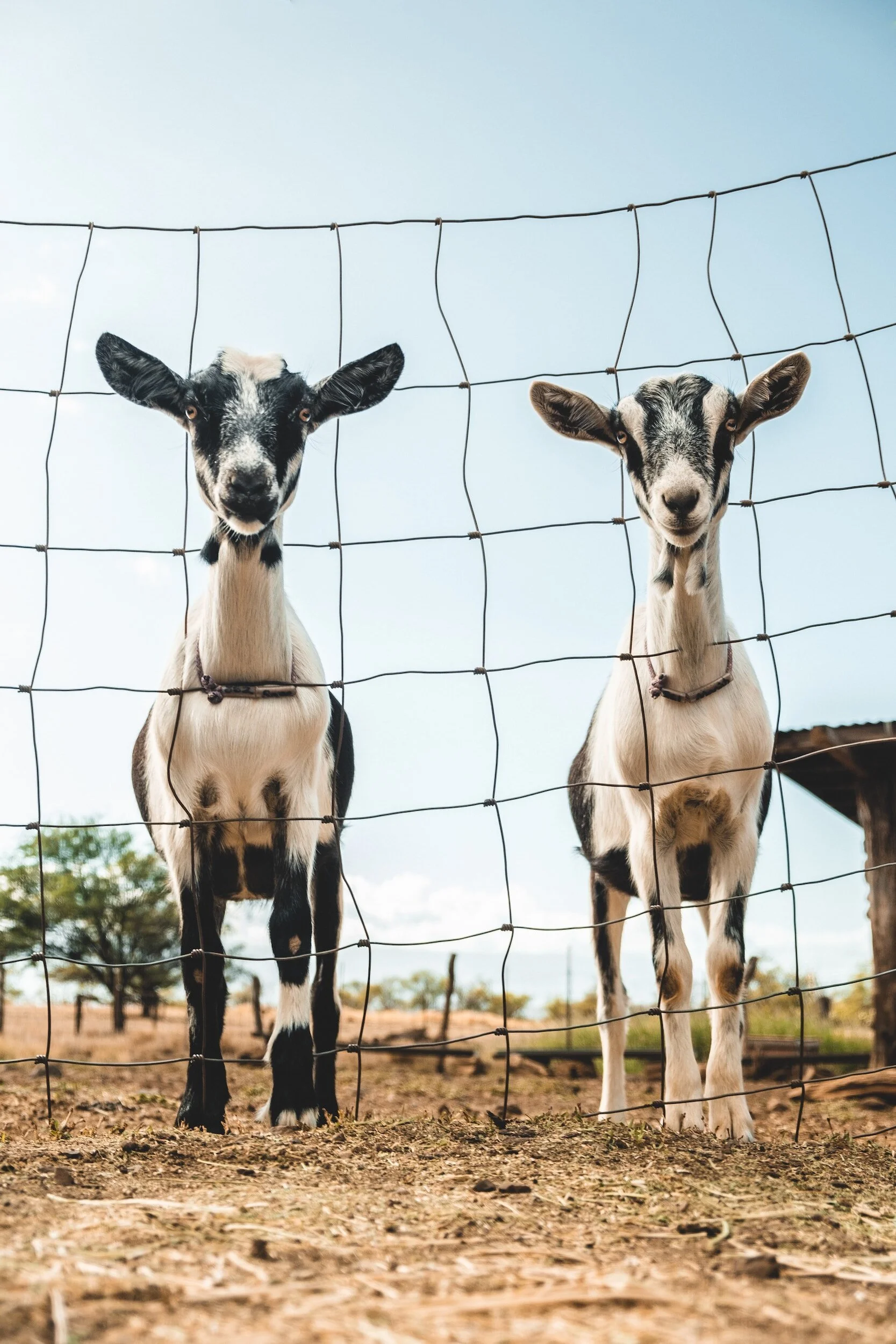 Two young goats standing behind a wire fence outdoors on a farm, with a clear blue sky in the background.