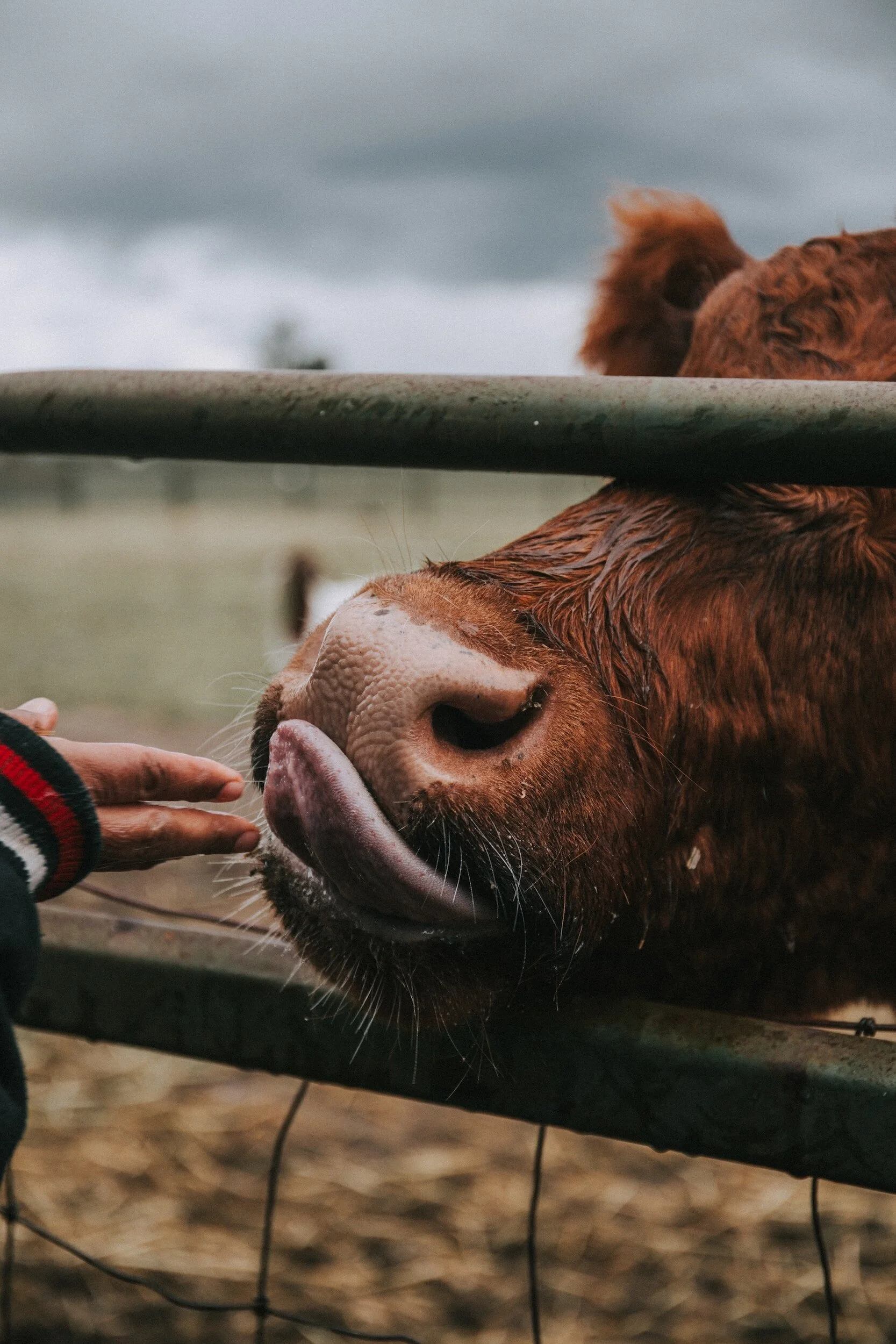 A person reaches out to pet a brown cow through a metal fence on a cloudy day.